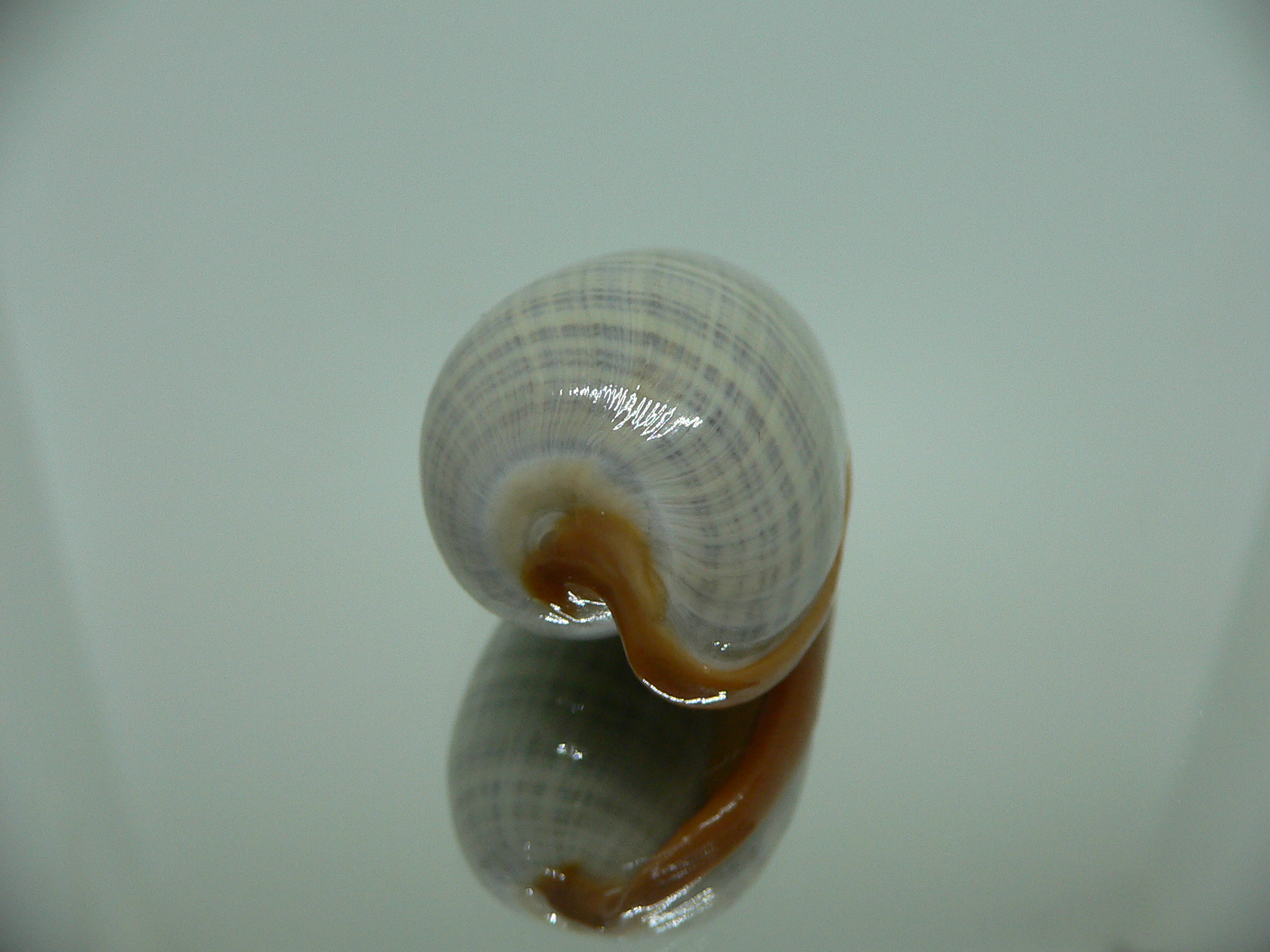 Cryptospira elegans SUPER COLOR