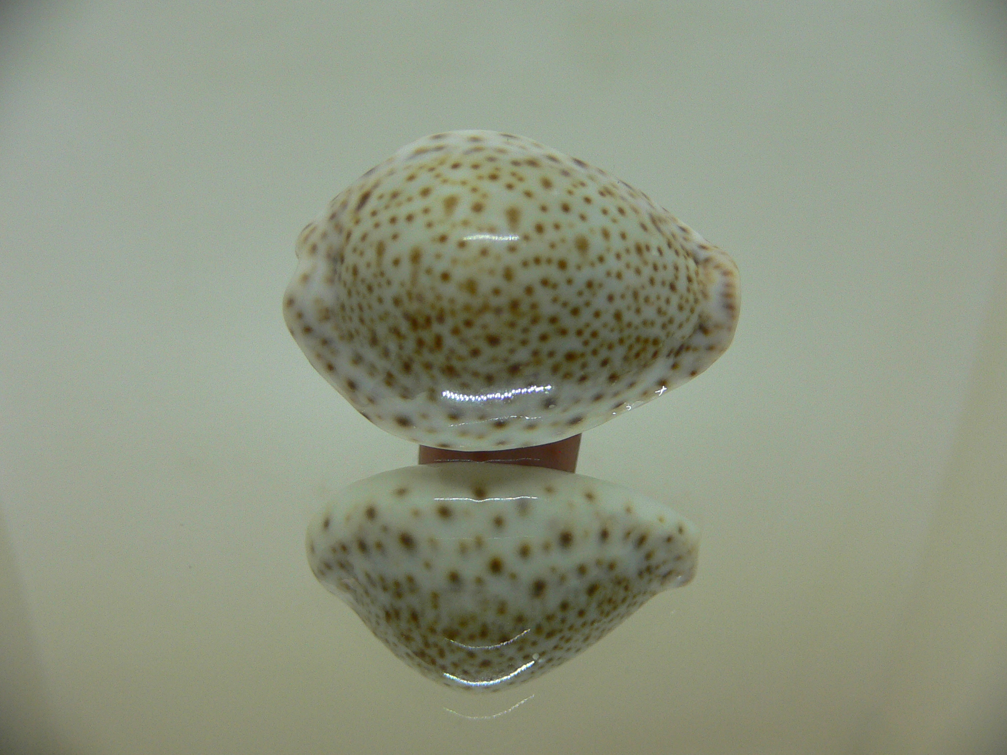 Cypraea turdus pardalina (var.)