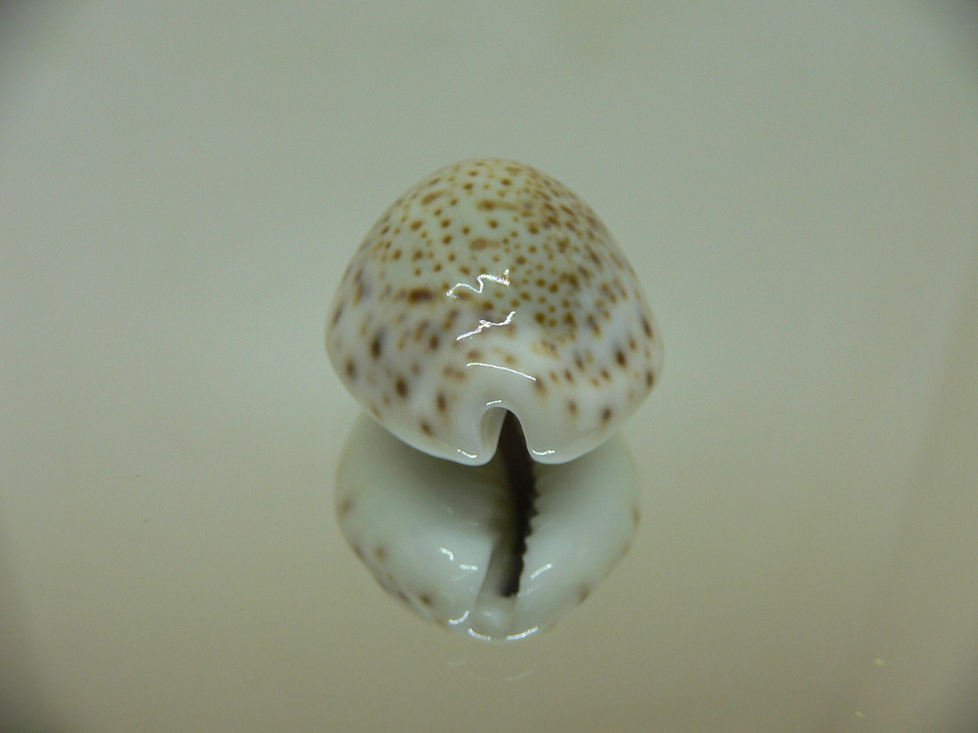 Cypraea turdus pardalina (var.)