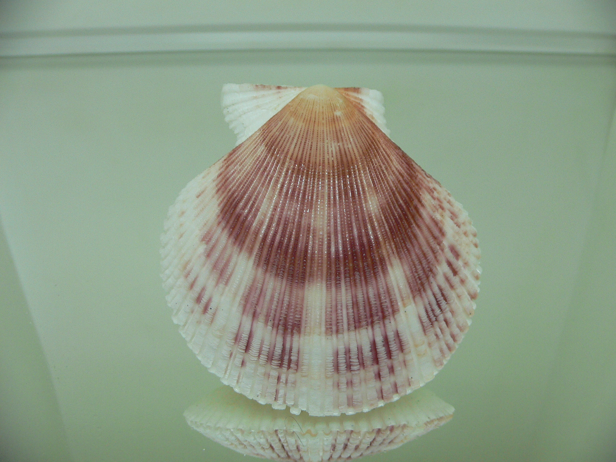 Chlamys behringiana TRICOLOR