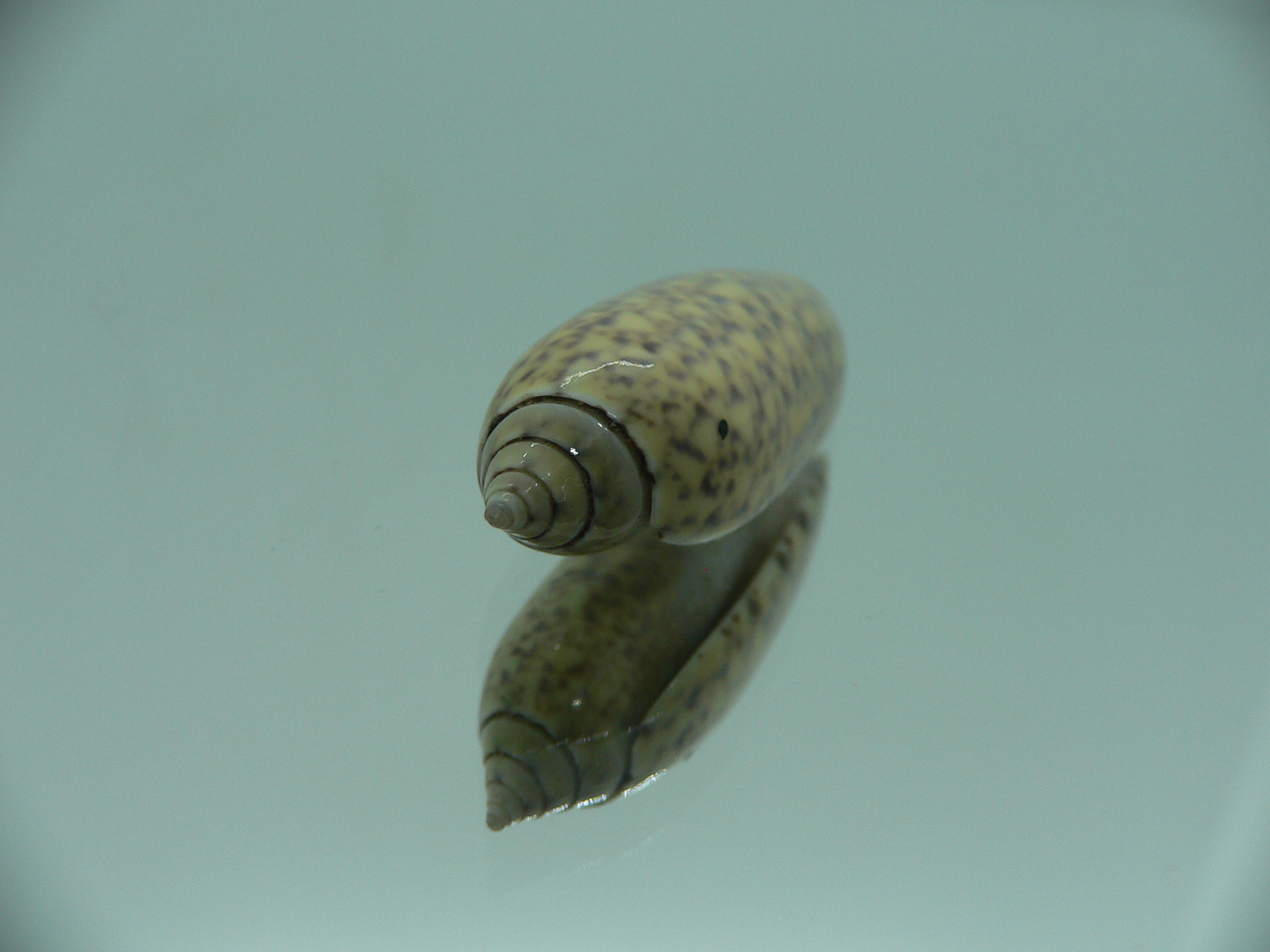 Oliva tigridella f. stelleta