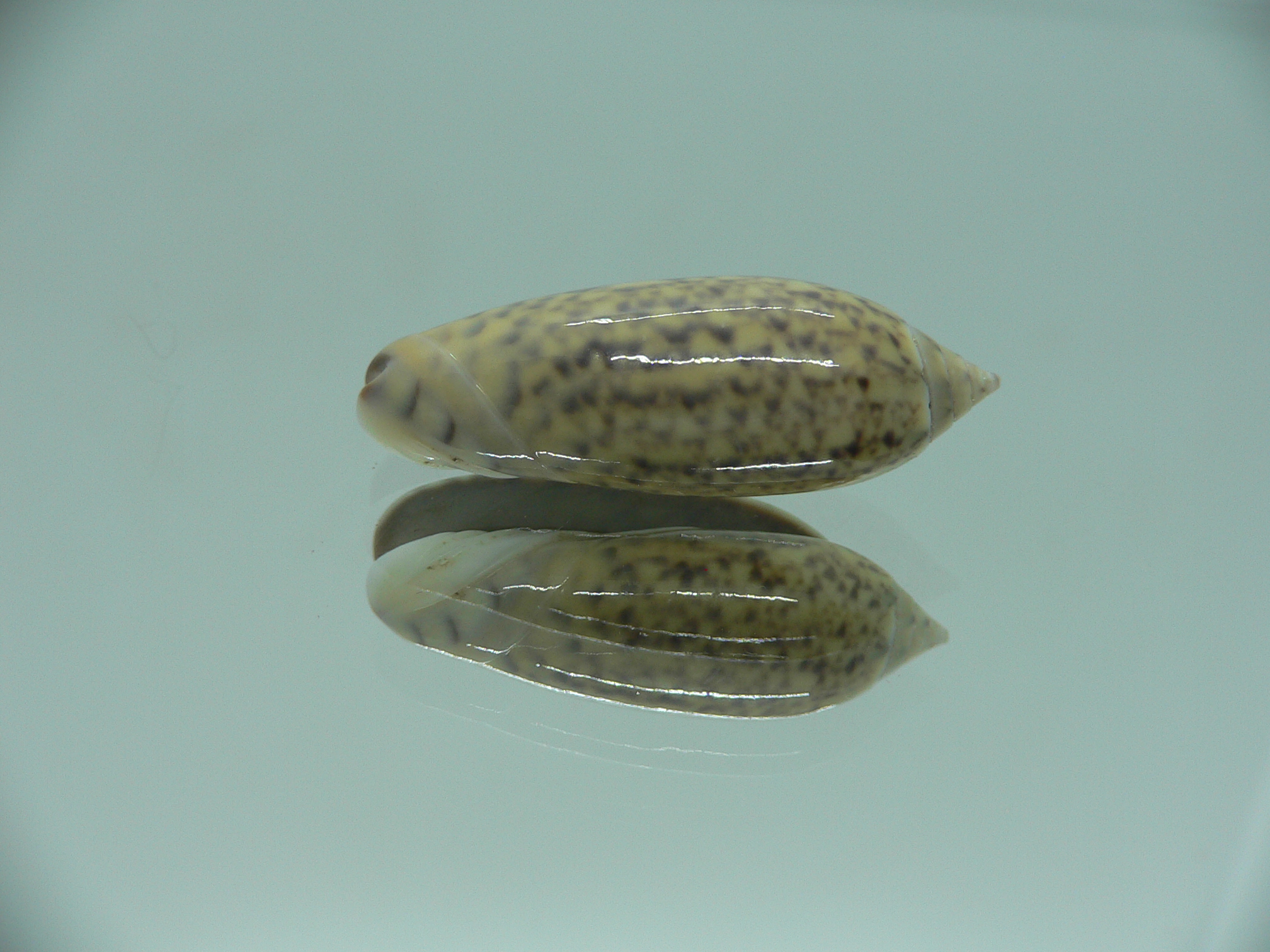 Oliva tigridella f. stelleta