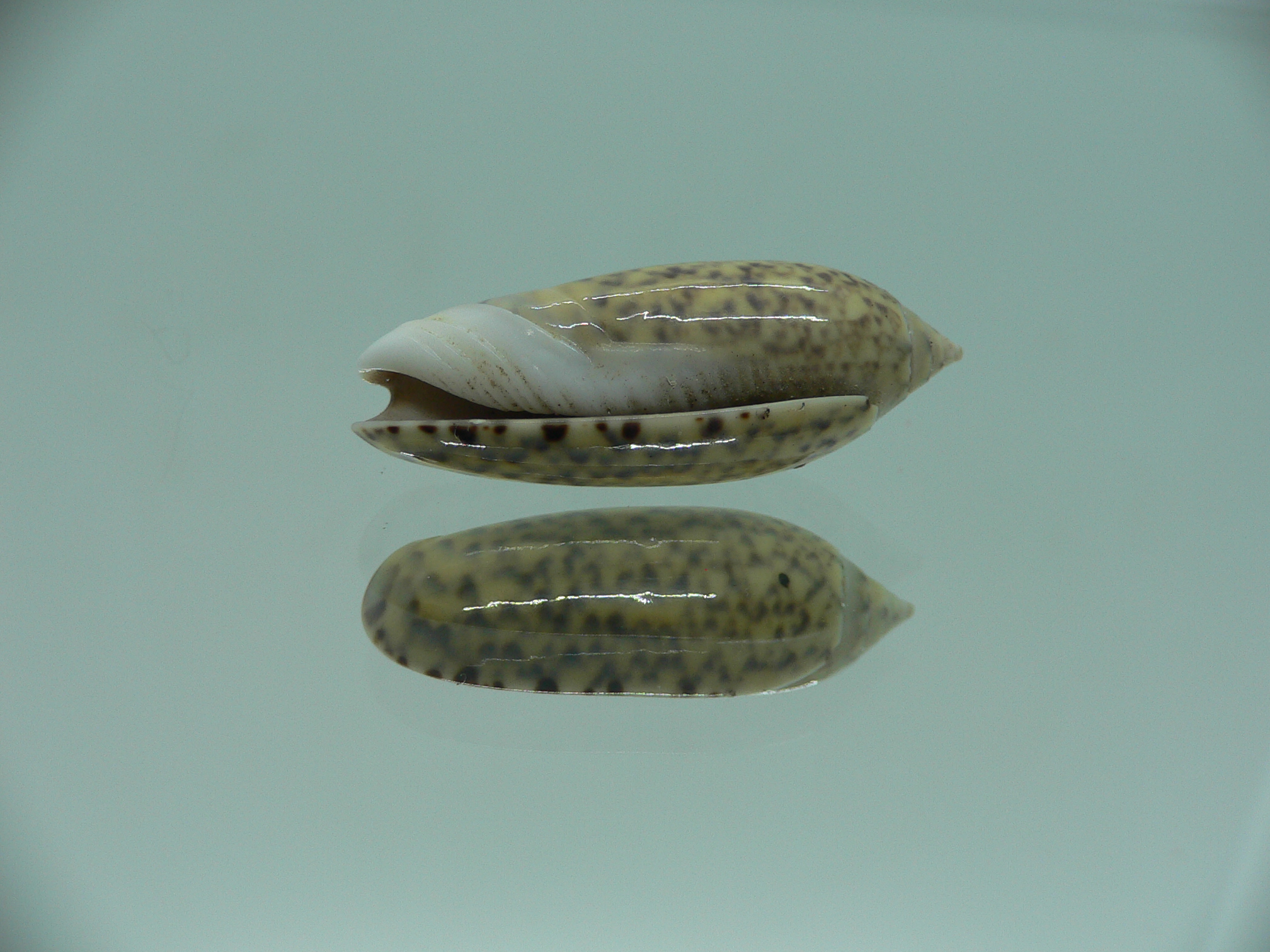 Oliva tigridella f. stelleta