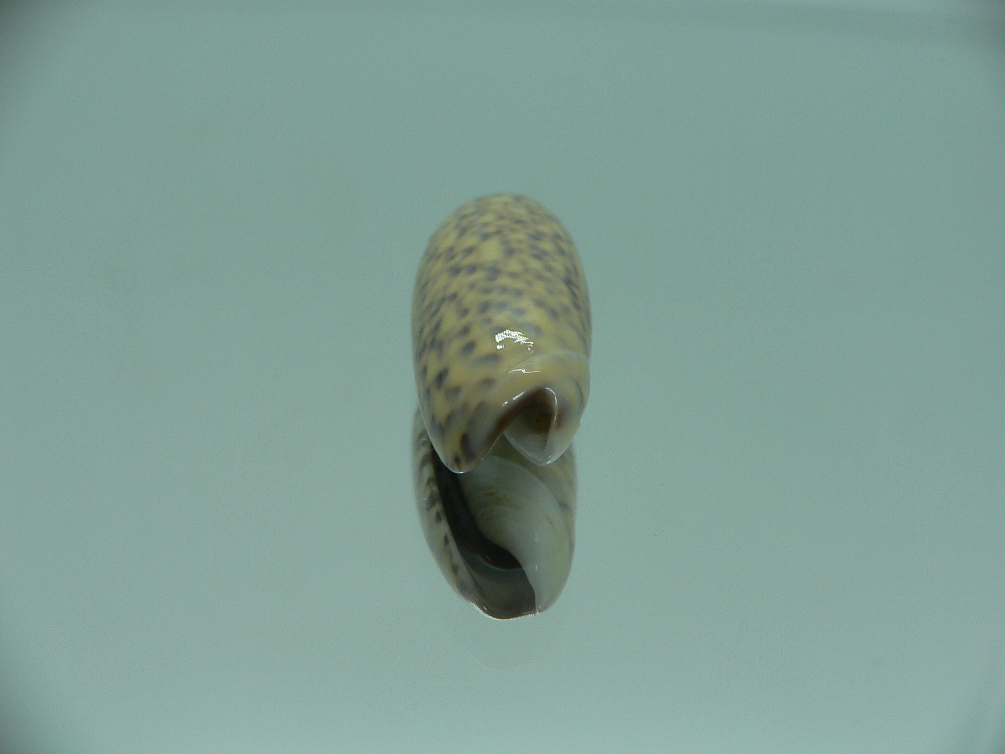 Oliva tigridella f. stelleta