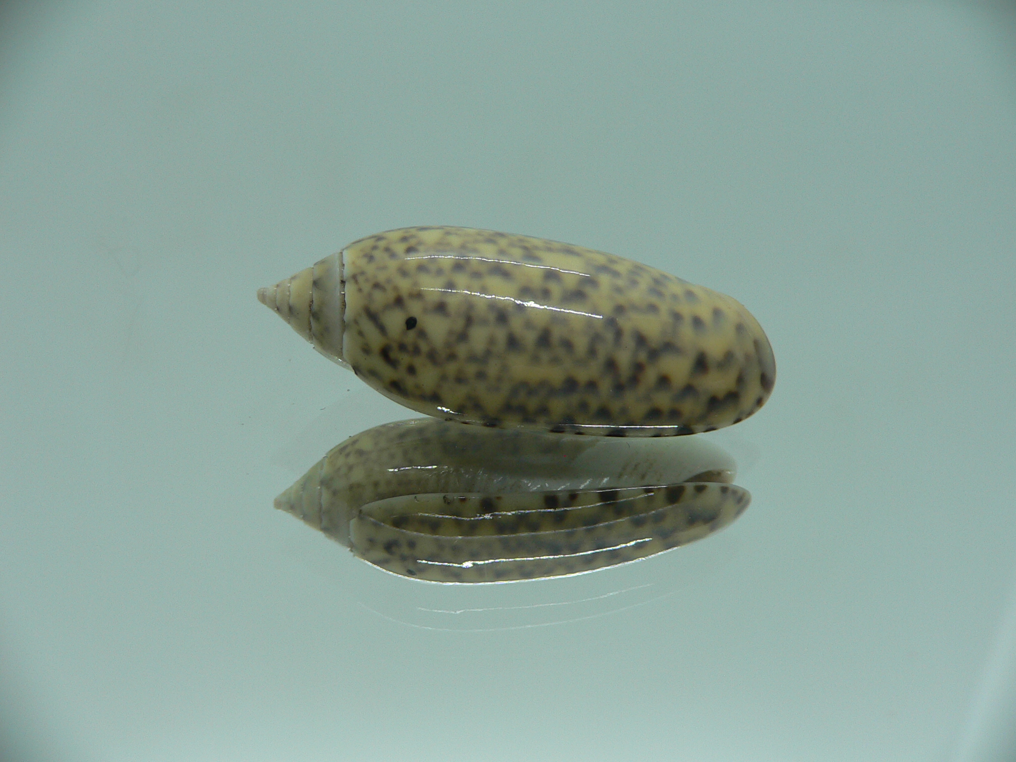 Oliva tigridella f. stelleta