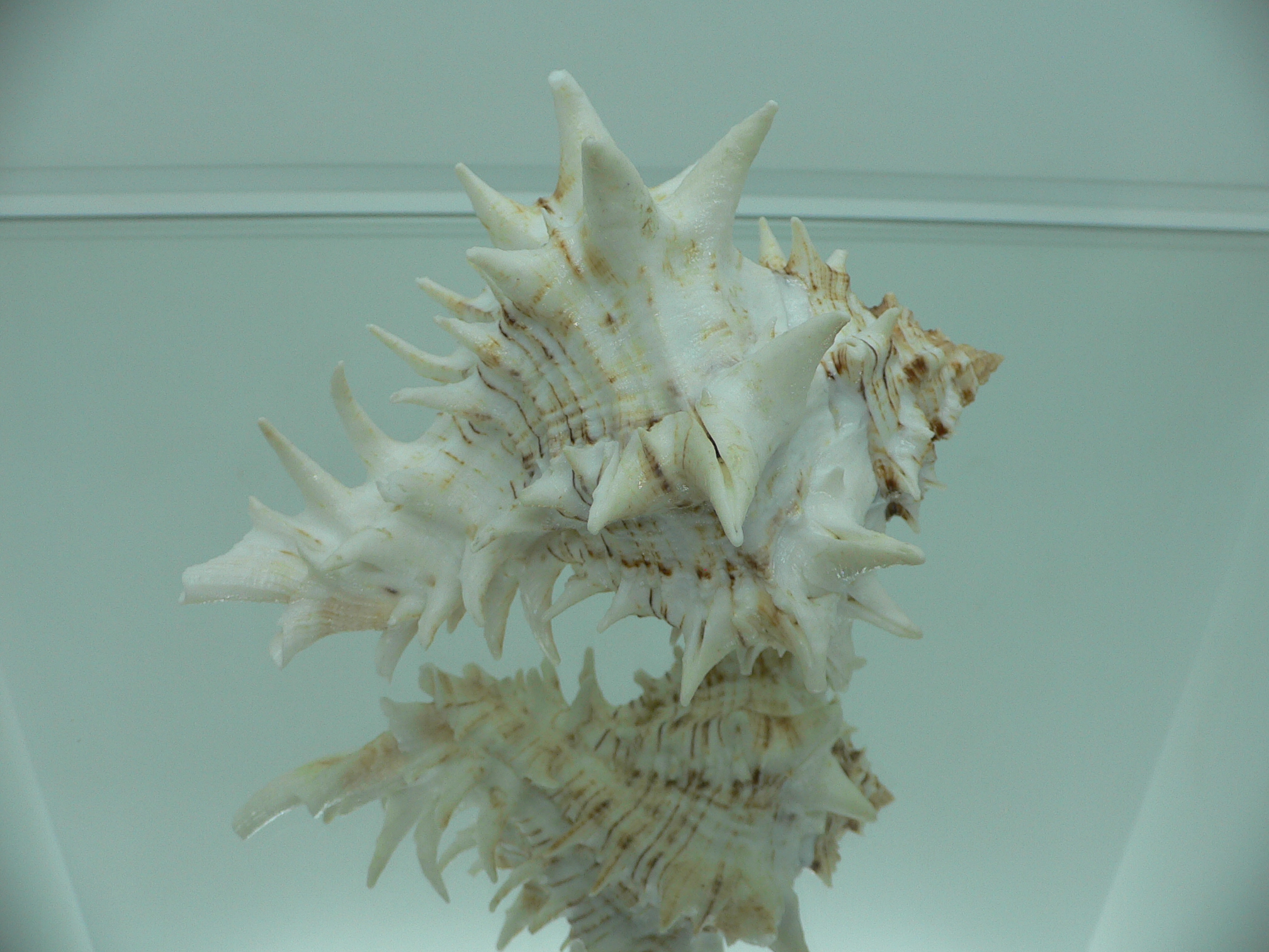 Hexaplex fulvescens RARE  ARISTOCRAT