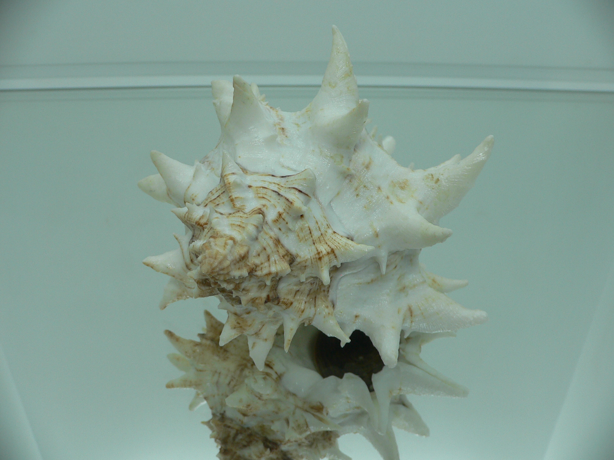 Hexaplex fulvescens RARE  ARISTOCRAT