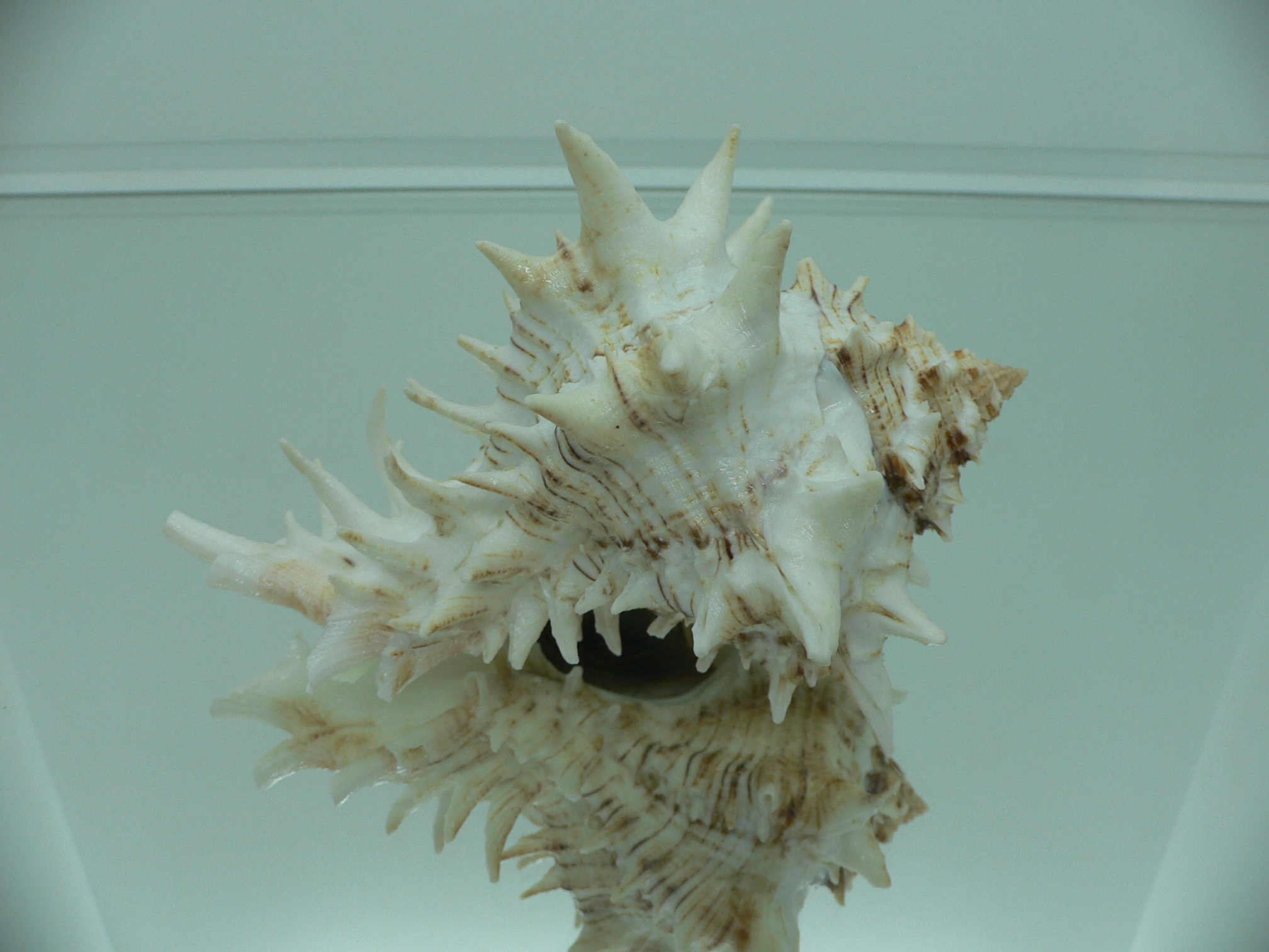 Hexaplex fulvescens RARE  ARISTOCRAT