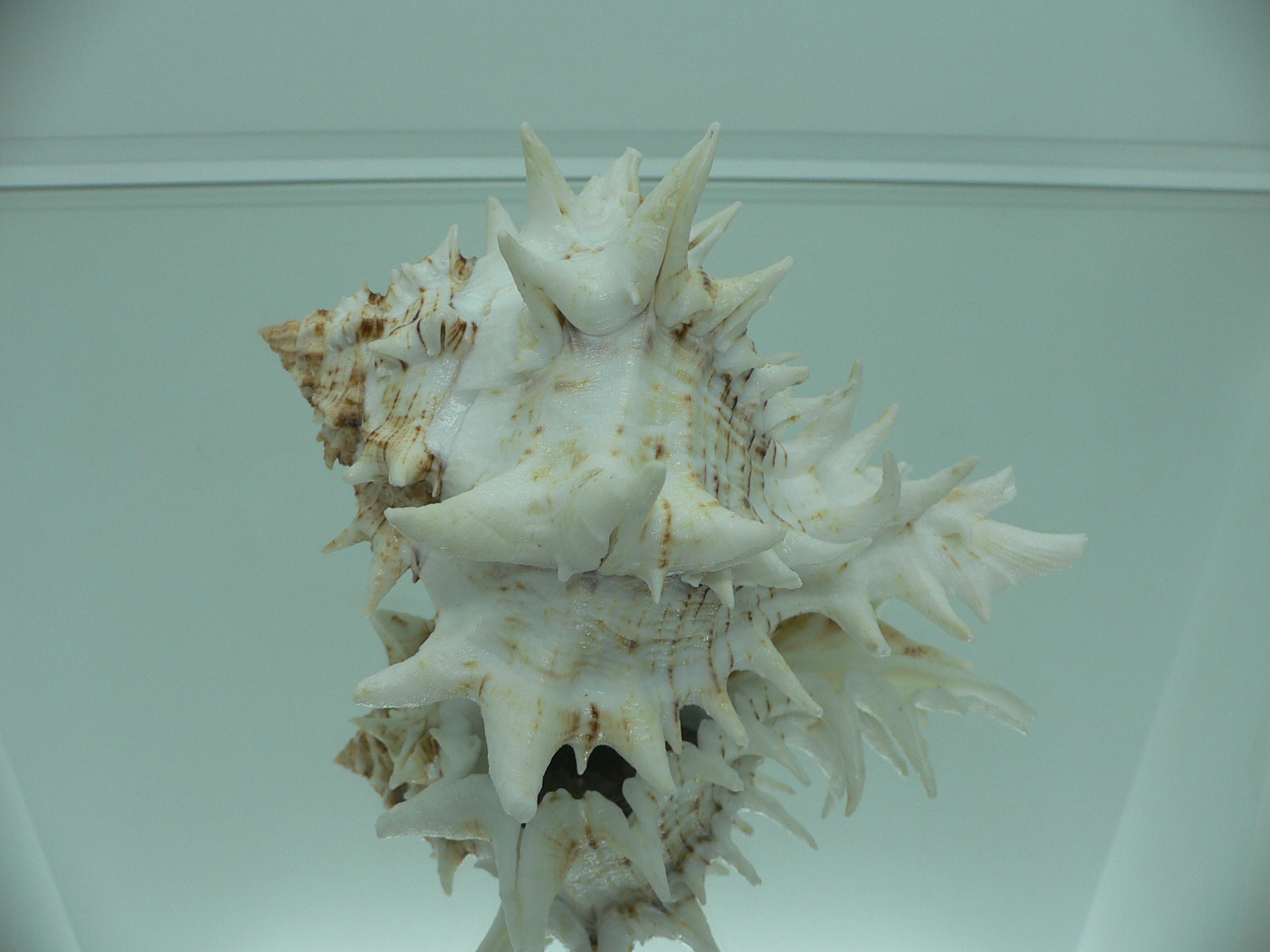 Hexaplex fulvescens RARE  ARISTOCRAT
