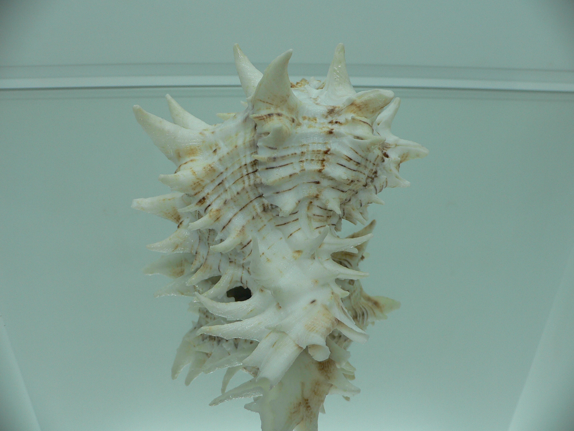 Hexaplex fulvescens RARE  ARISTOCRAT