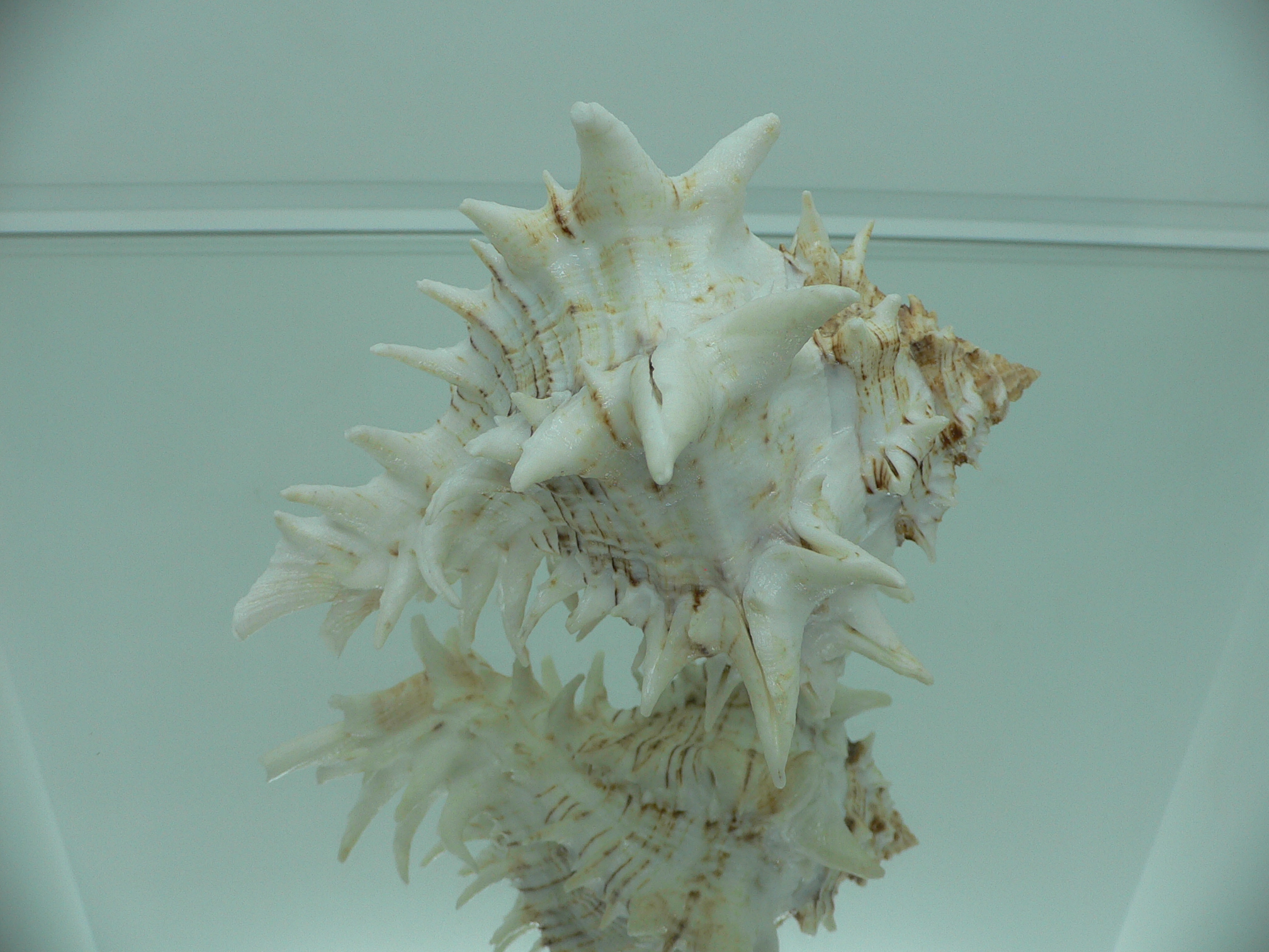 Hexaplex fulvescens RARE  ARISTOCRAT