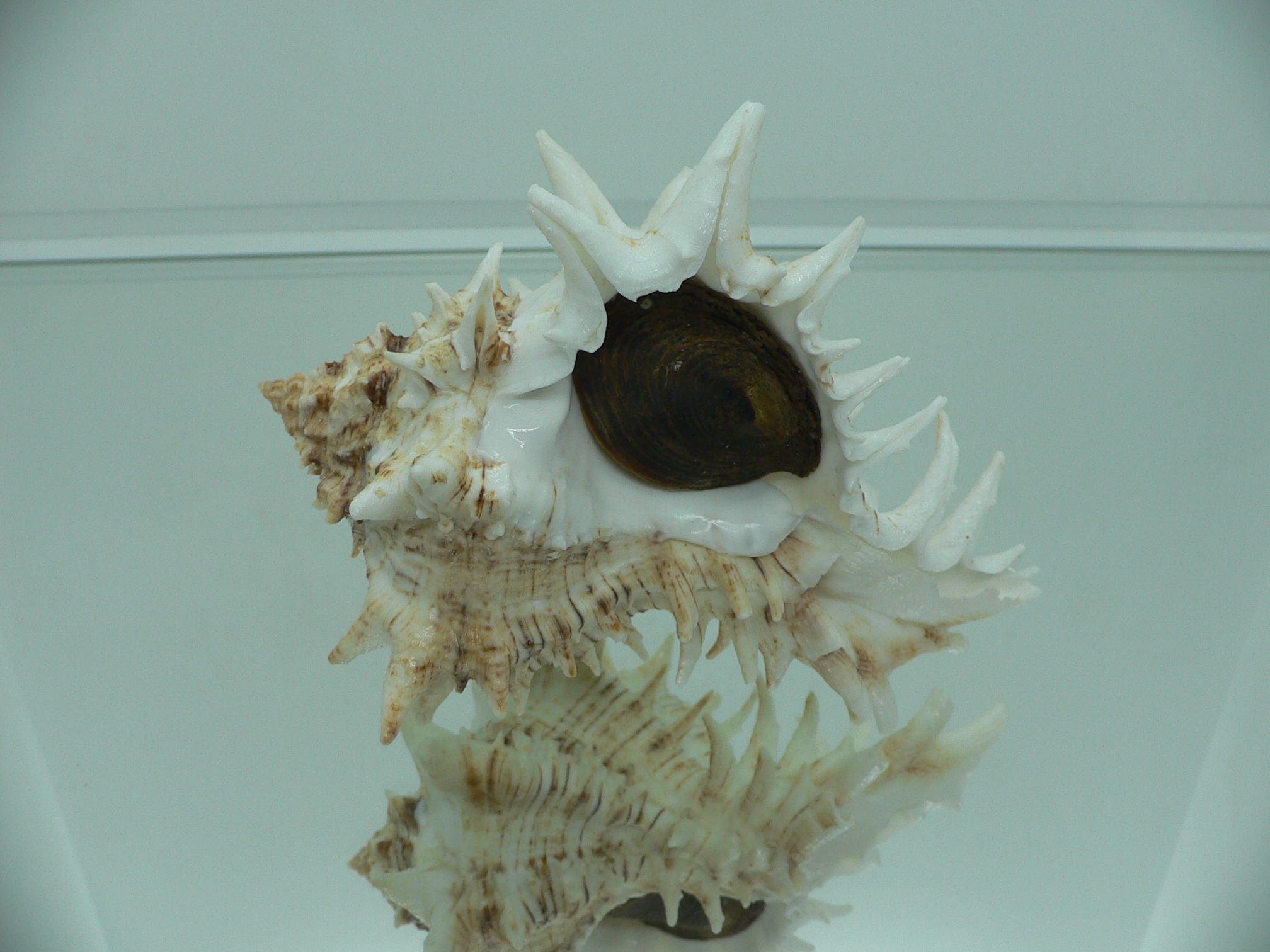 Hexaplex fulvescens RARE  ARISTOCRAT