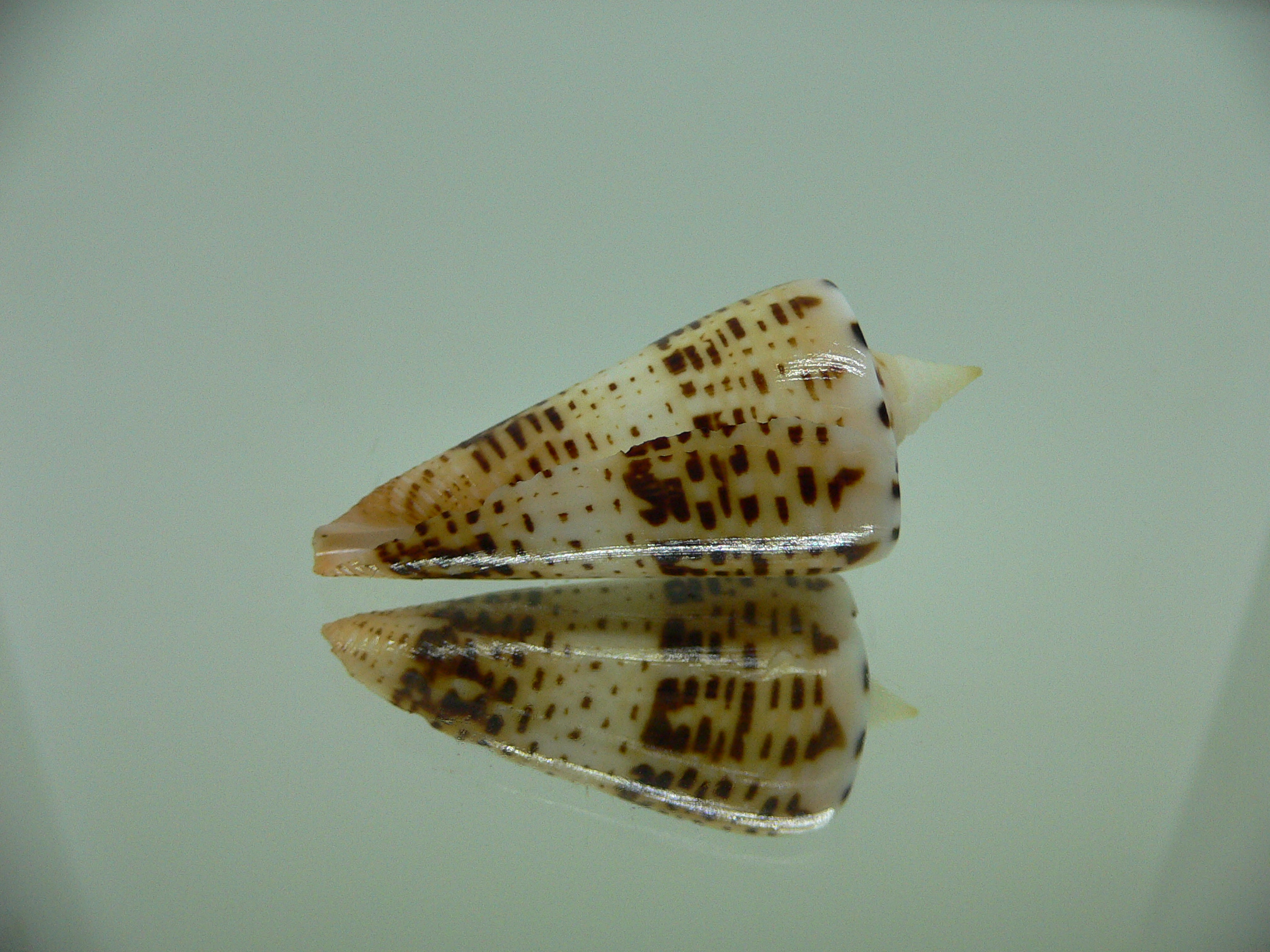 Conus monile SUPER COLOR & SPIRE