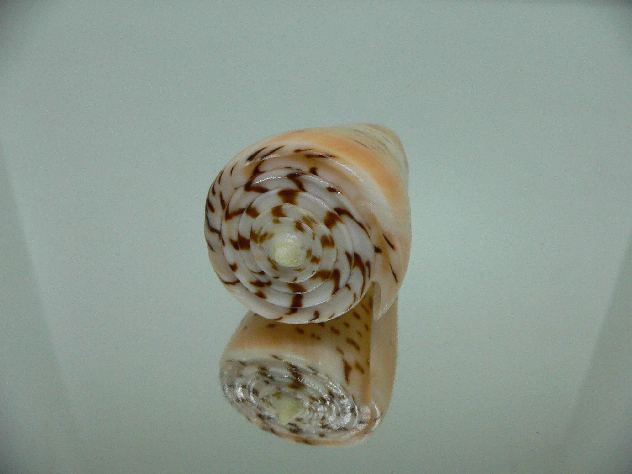 Conus monile BIG