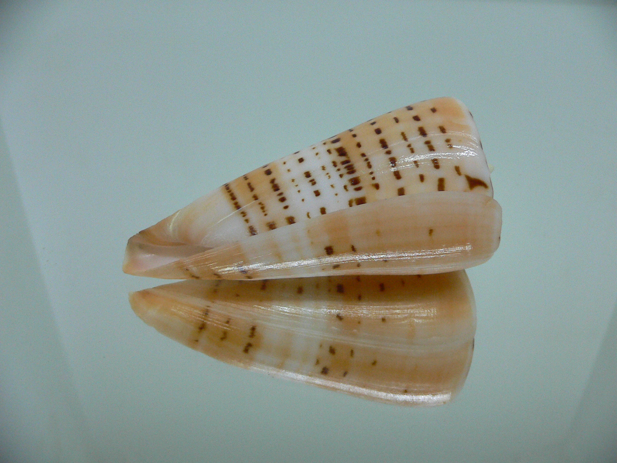 Conus monile BIG