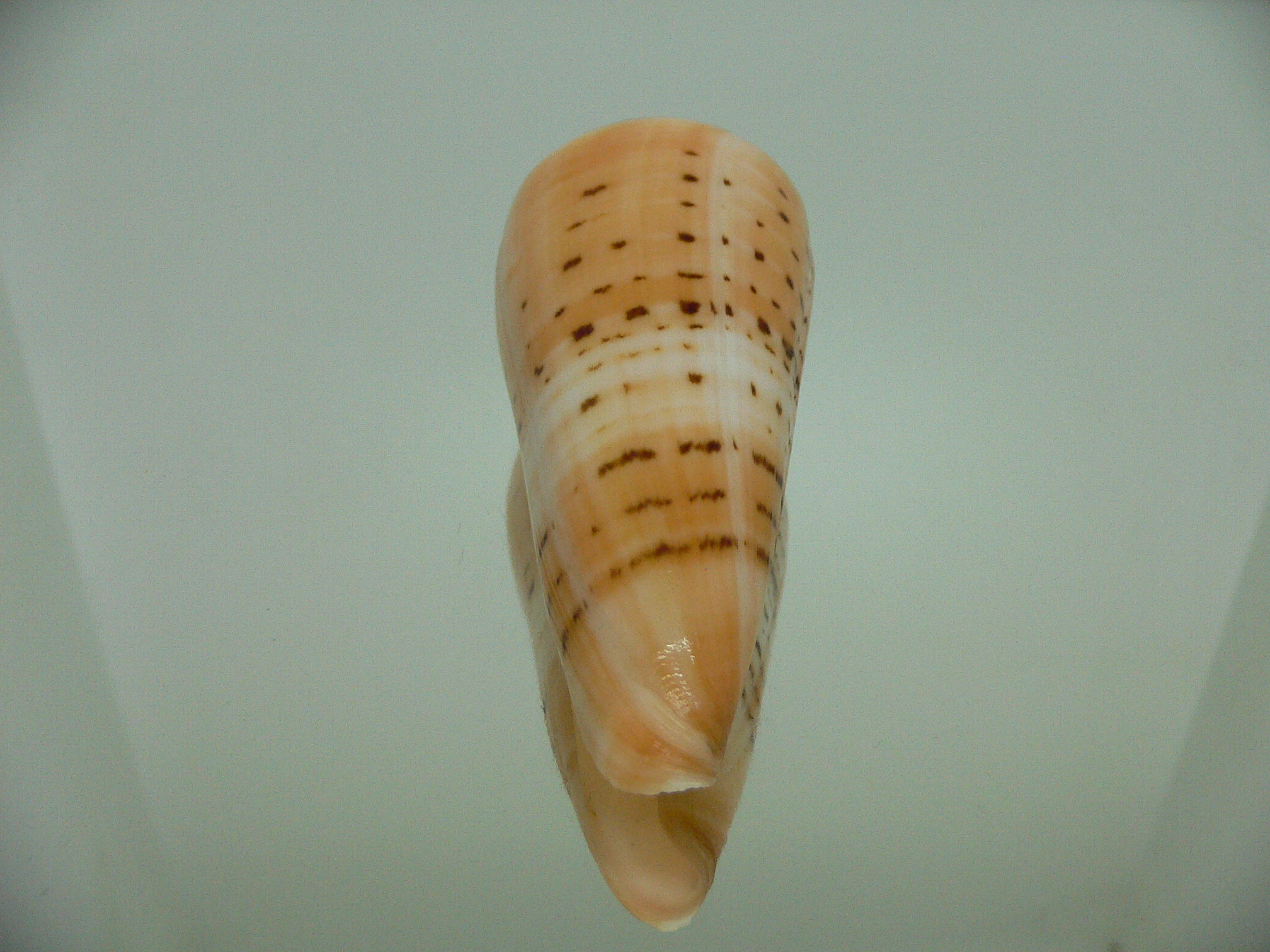 Conus monile BIG
