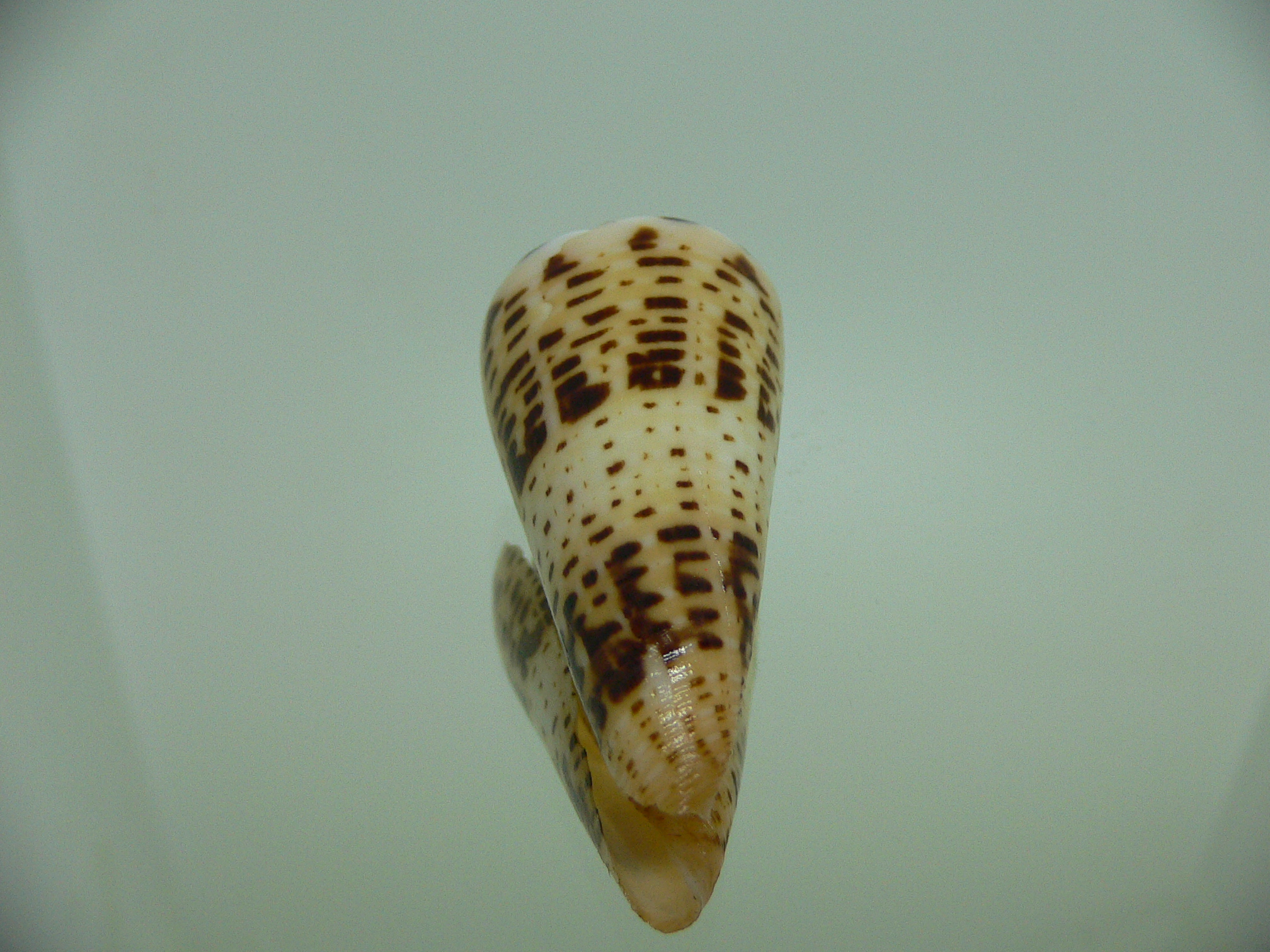 Conus monile SUPER COLOR & SPIRE