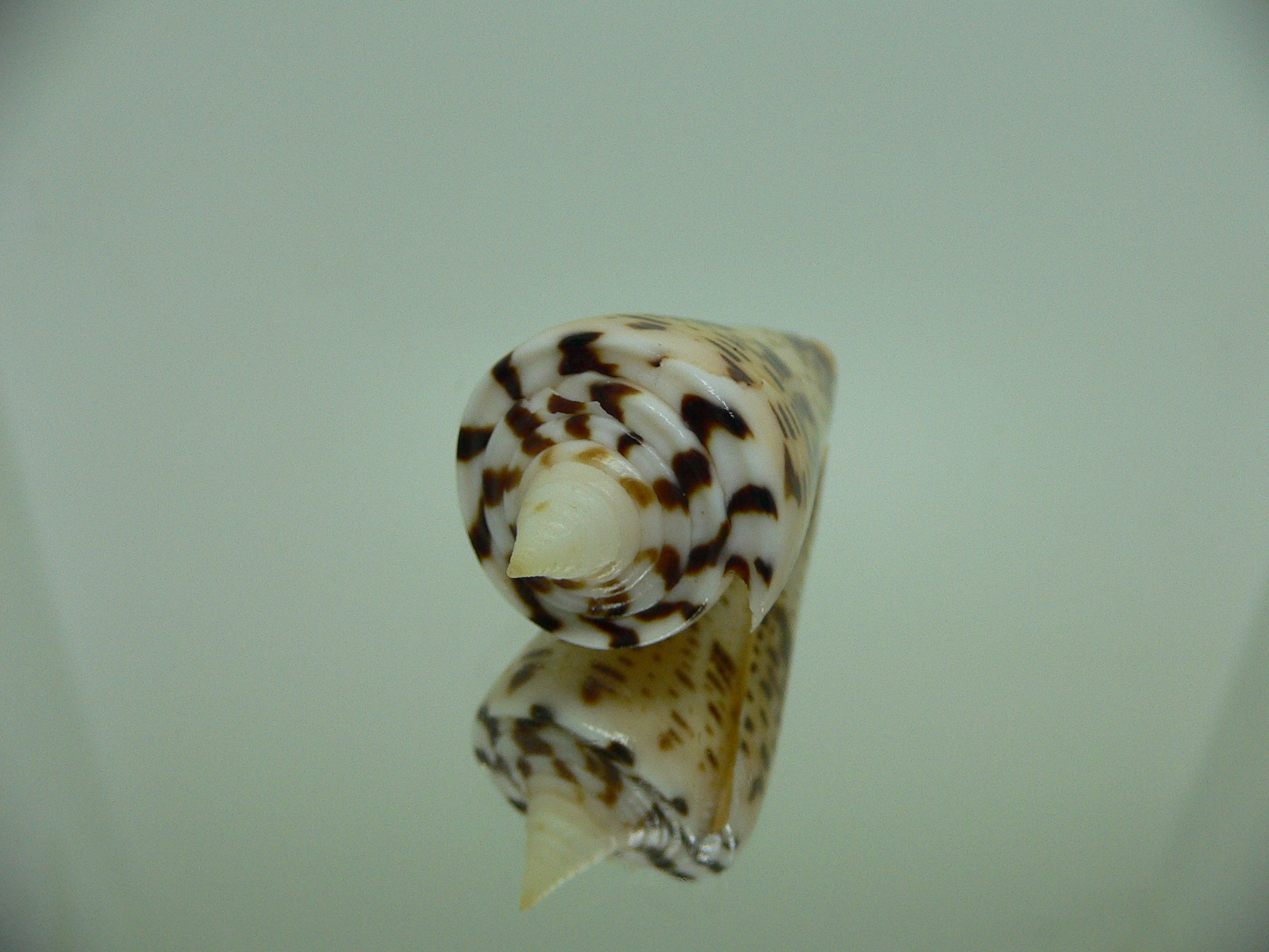 Conus monile SUPER COLOR & SPIRE