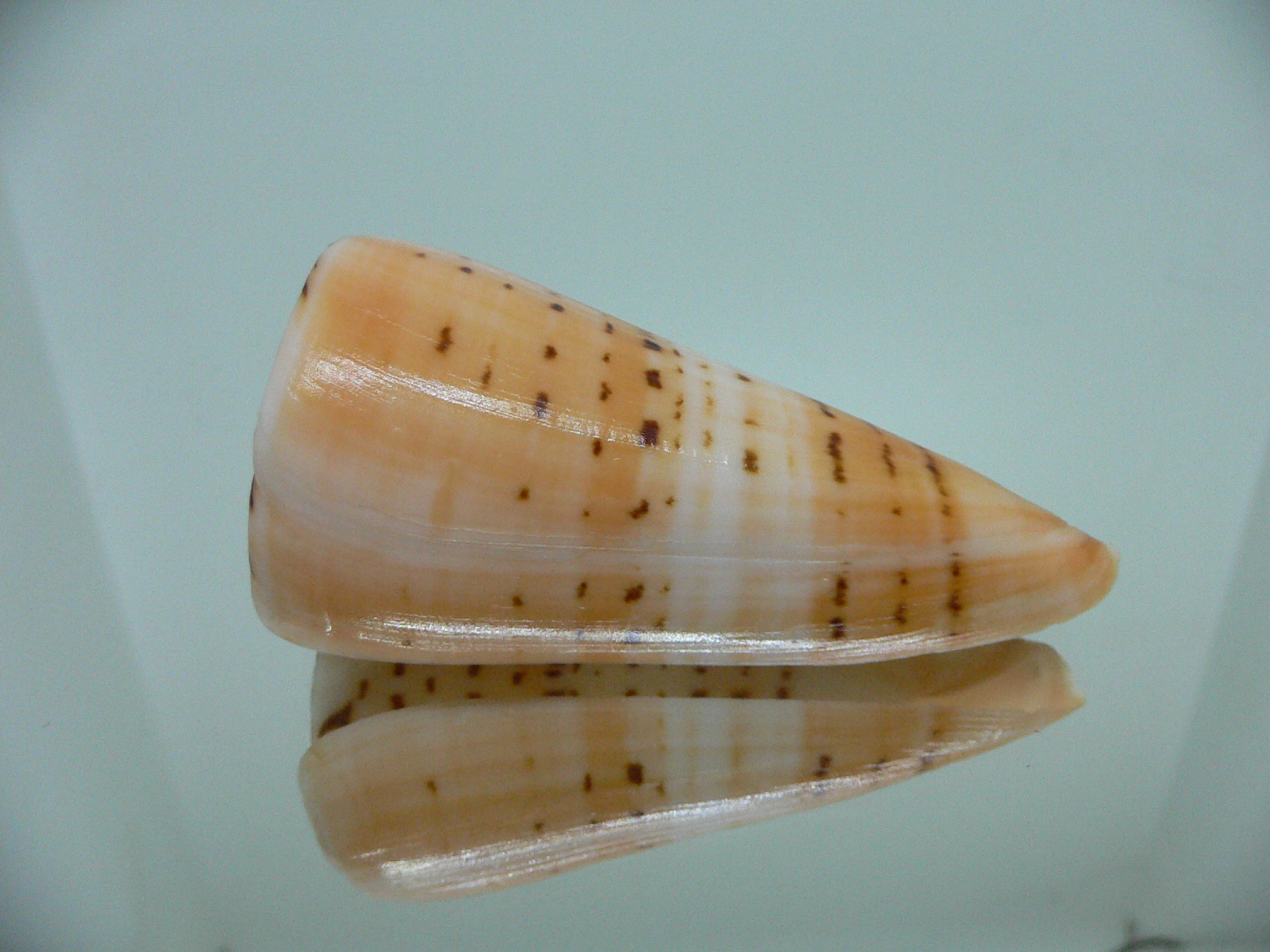 Conus monile BIG