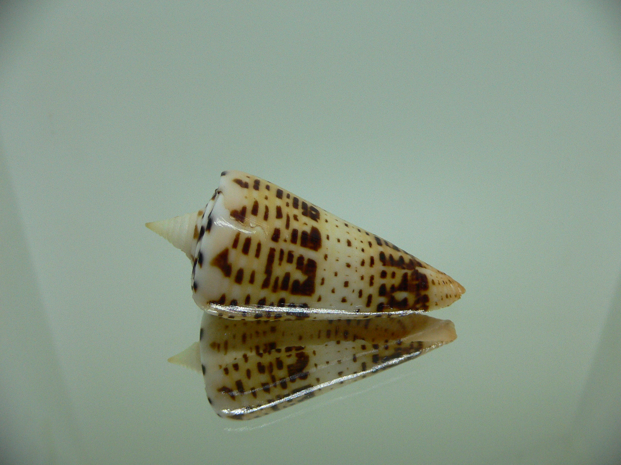 Conus monile SUPER COLOR & SPIRE