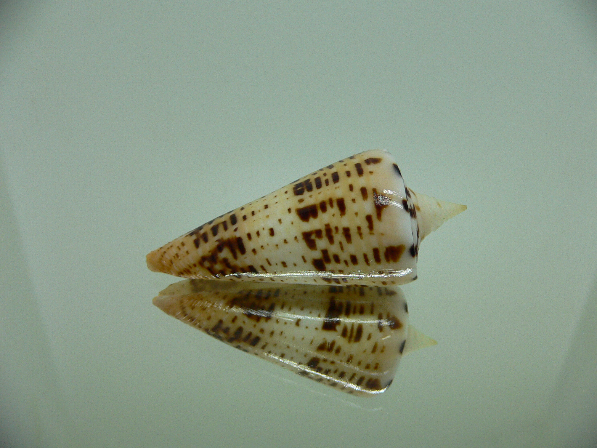 Conus monile SUPER COLOR & SPIRE