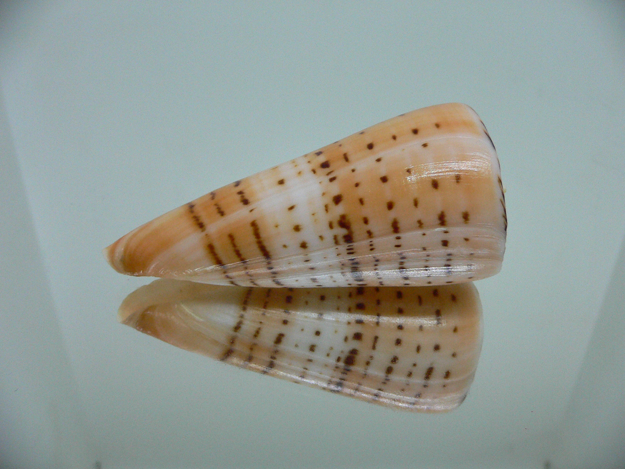 Conus monile BIG