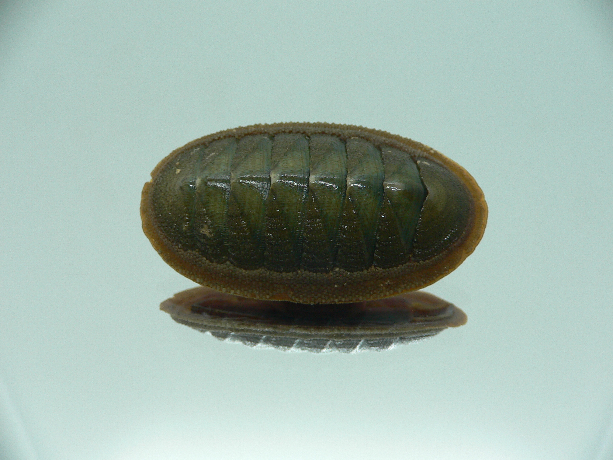 Ischnochiton australis ENDEMIC