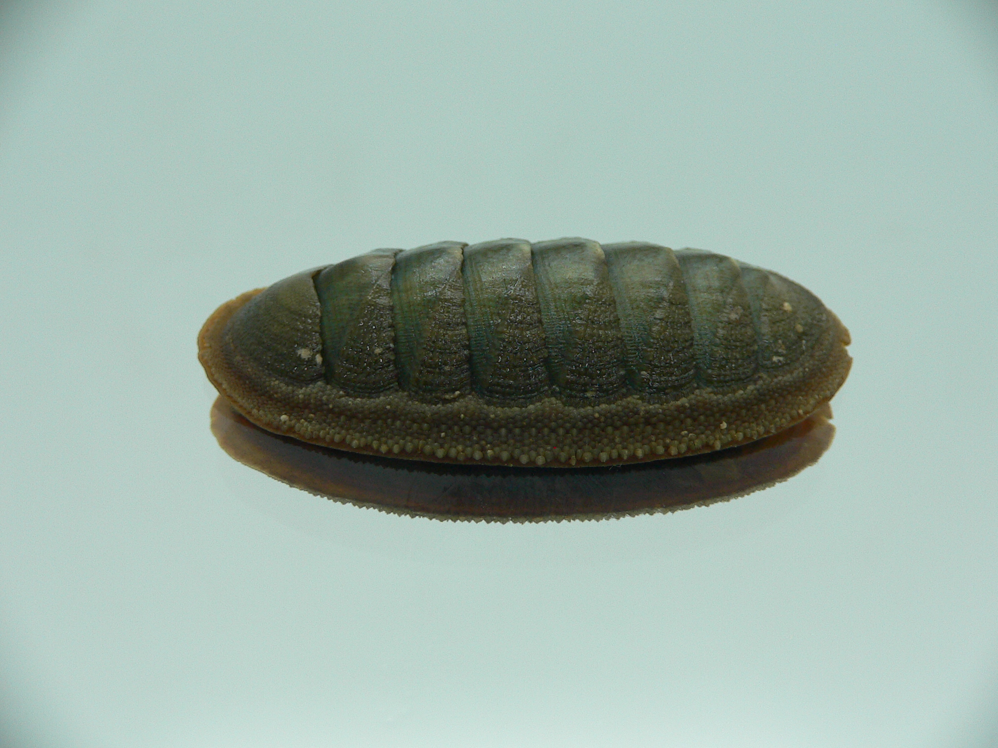 Ischnochiton australis ENDEMIC