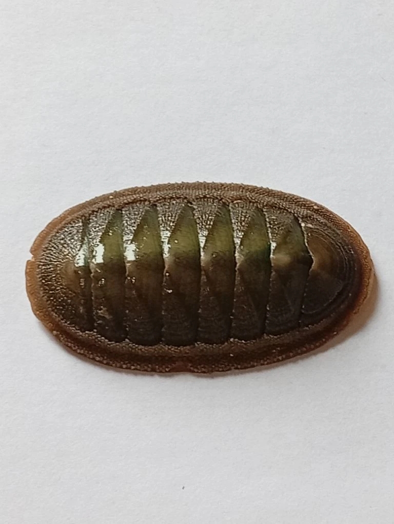 Ischnochiton australis ENDEMIC