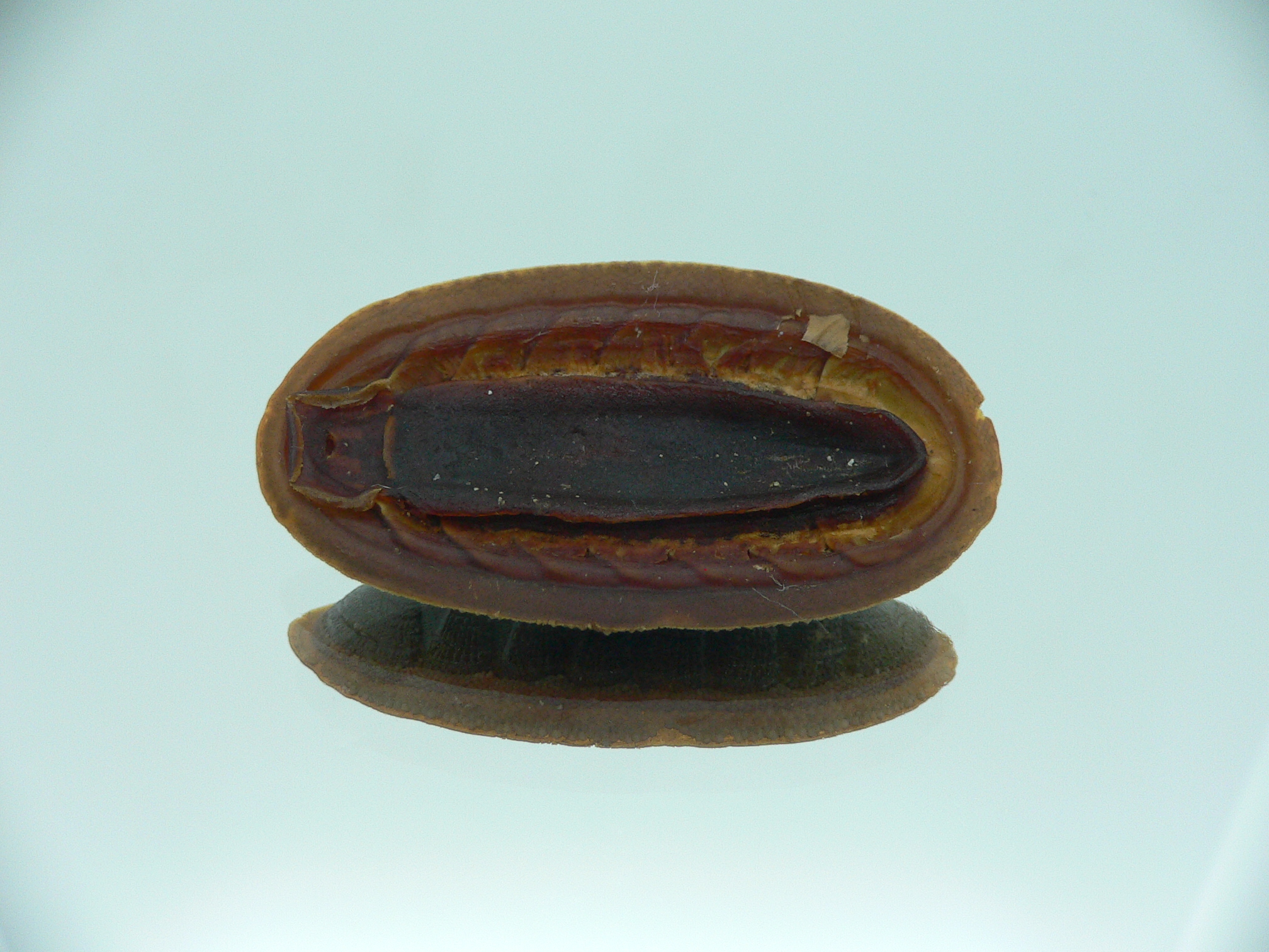 Ischnochiton australis ENDEMIC