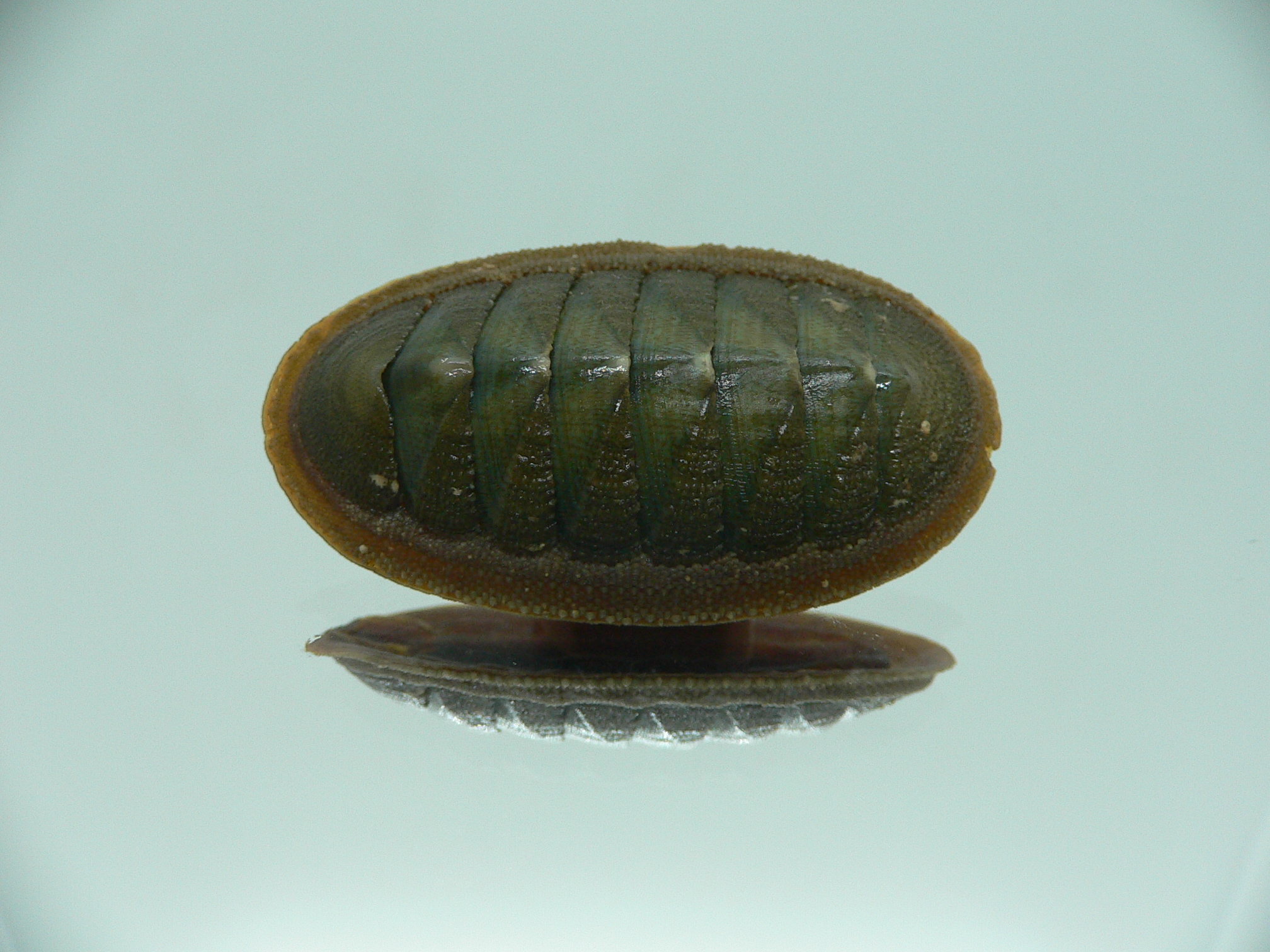 Ischnochiton australis ENDEMIC