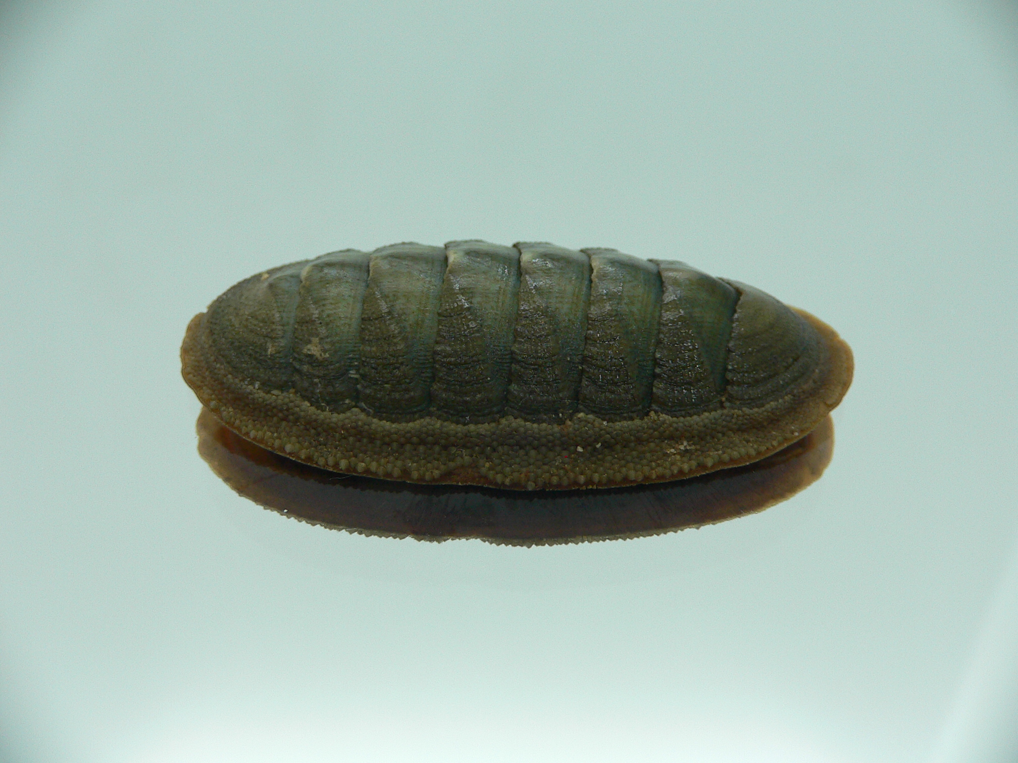 Ischnochiton australis ENDEMIC