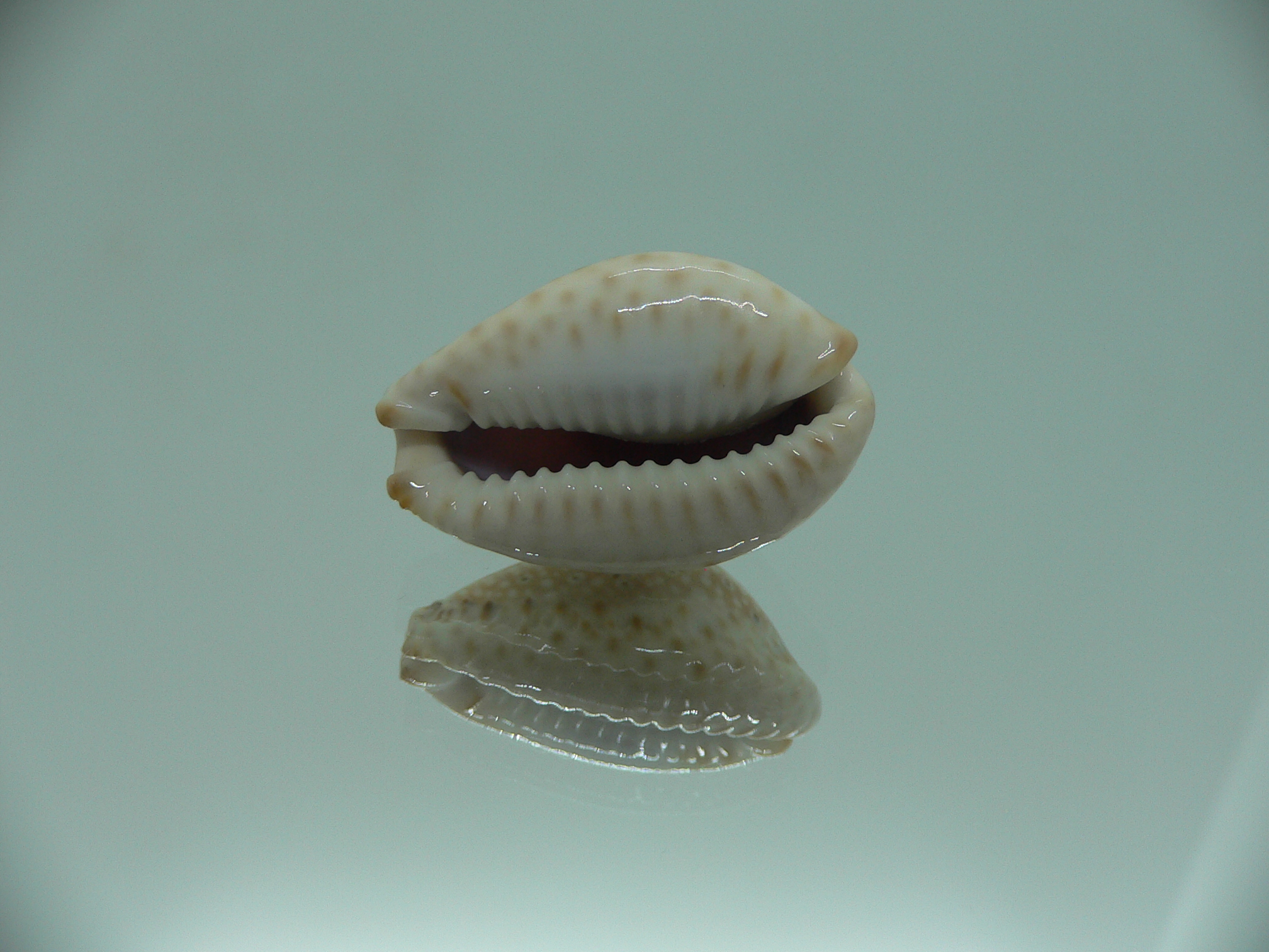 Cypraea ocellata LIGHT