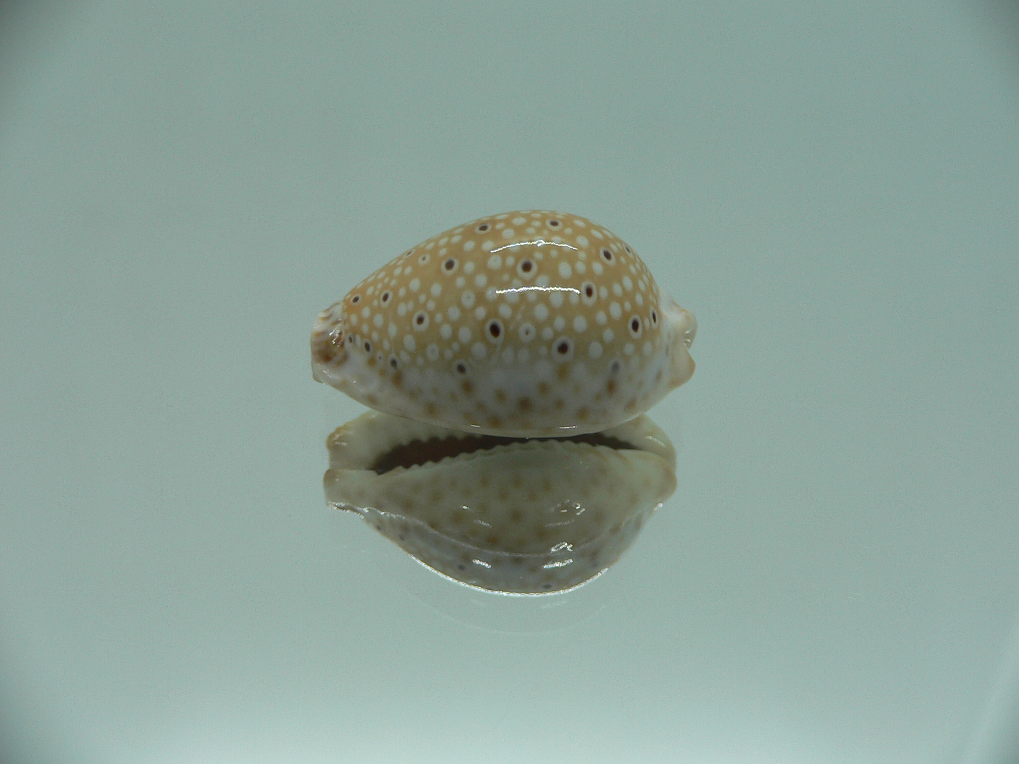 Cypraea ocellata LIGHT