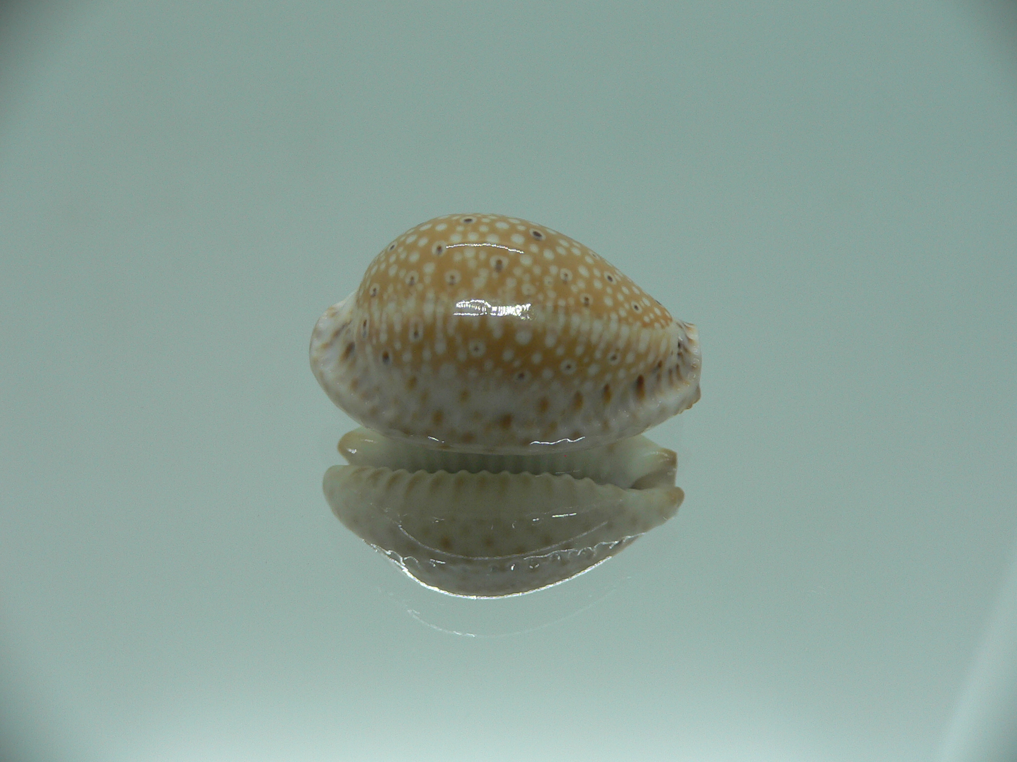Cypraea ocellata LIGHT