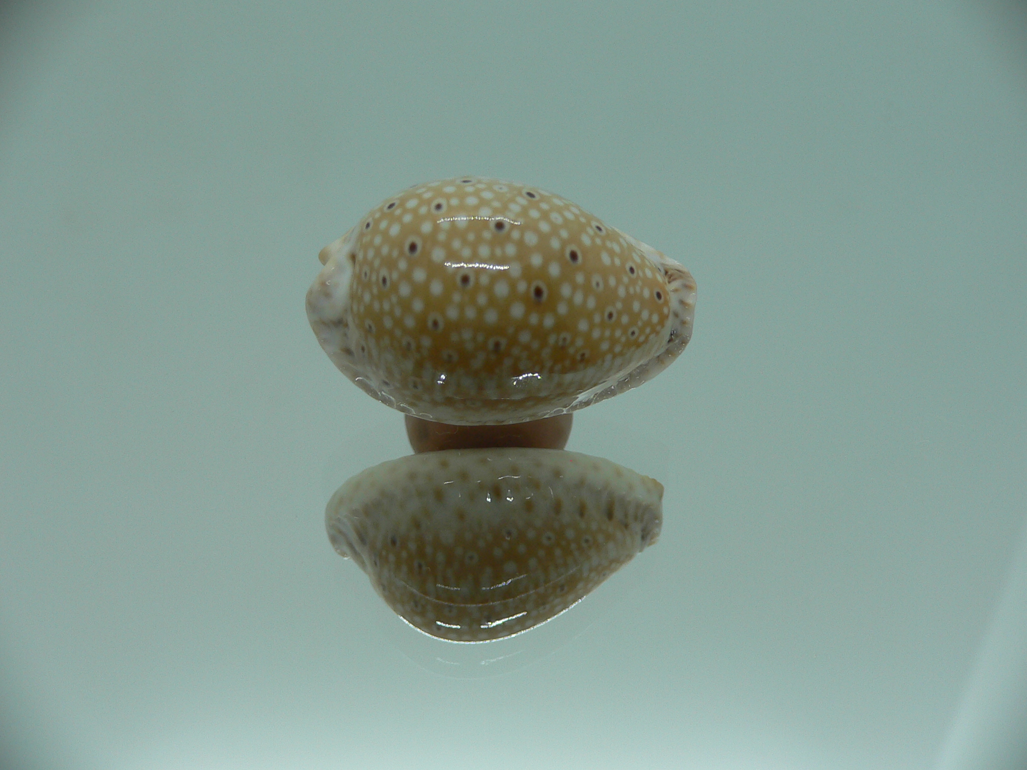 Cypraea ocellata LIGHT