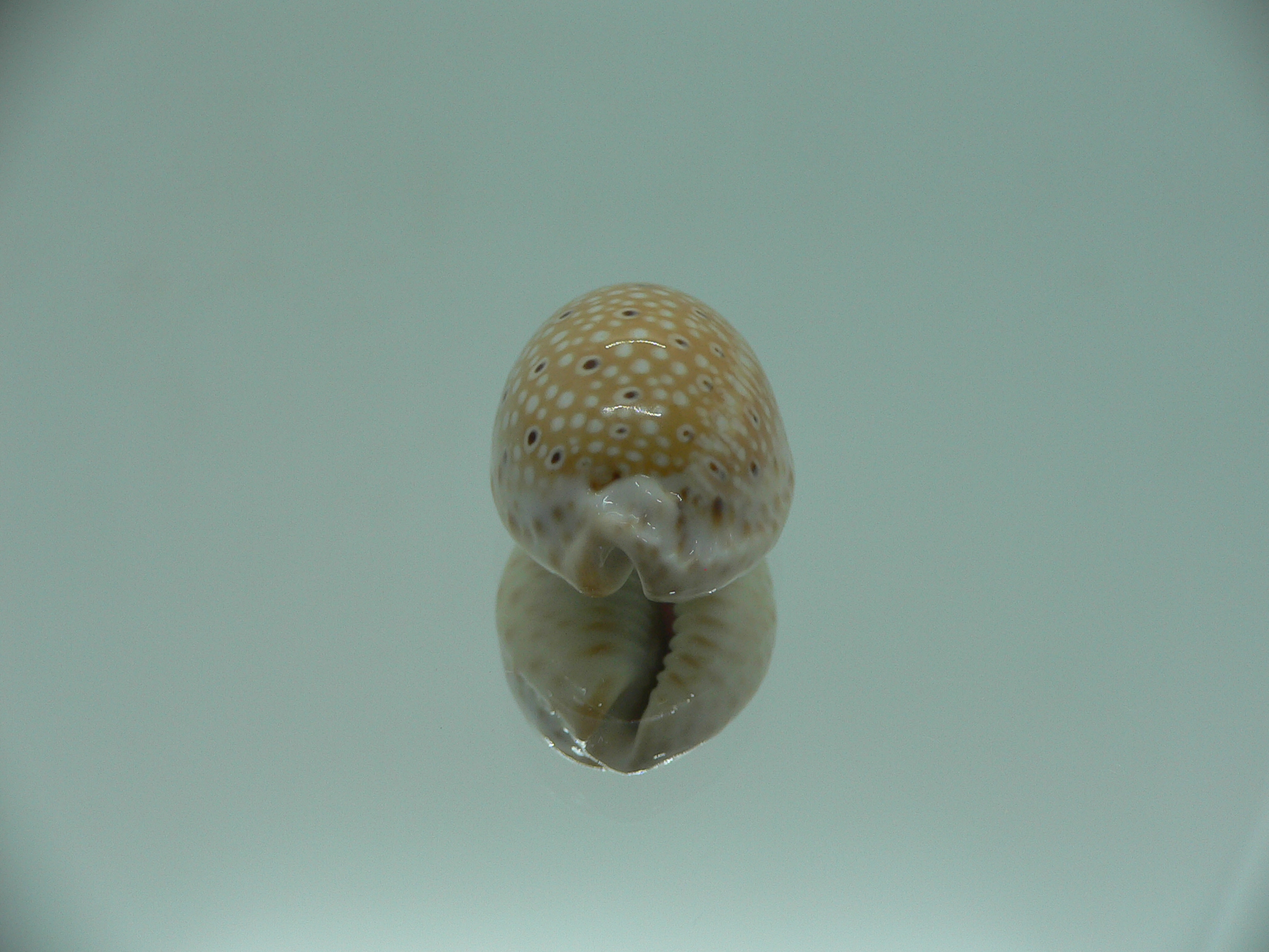 Cypraea ocellata LIGHT