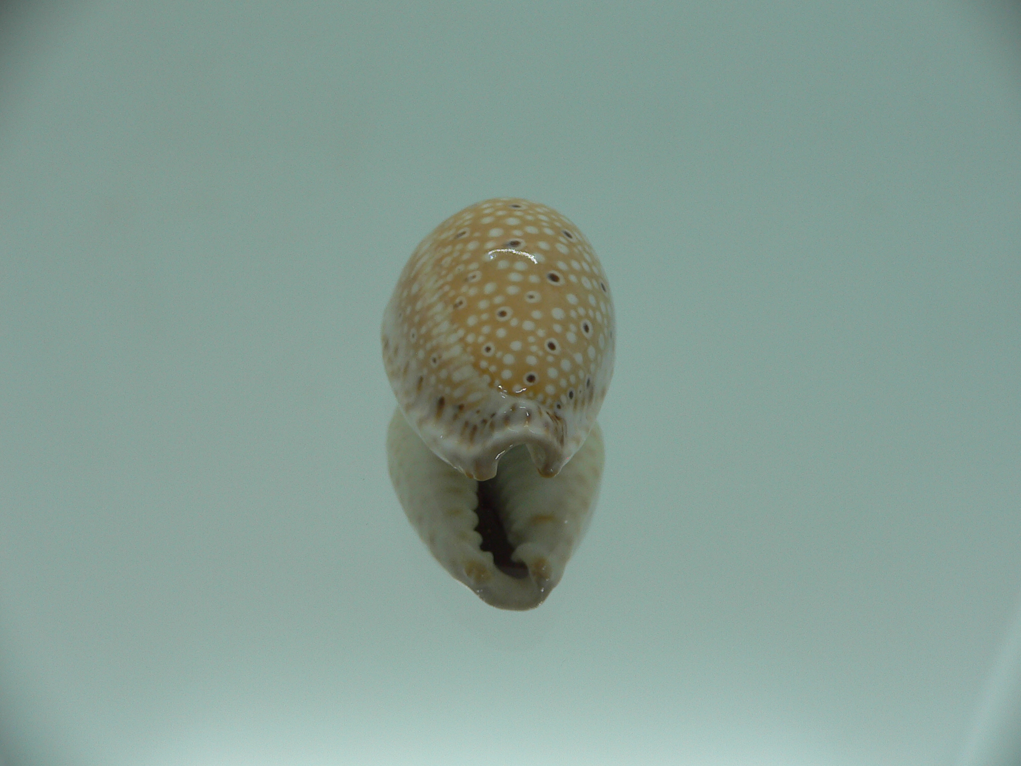 Cypraea ocellata LIGHT