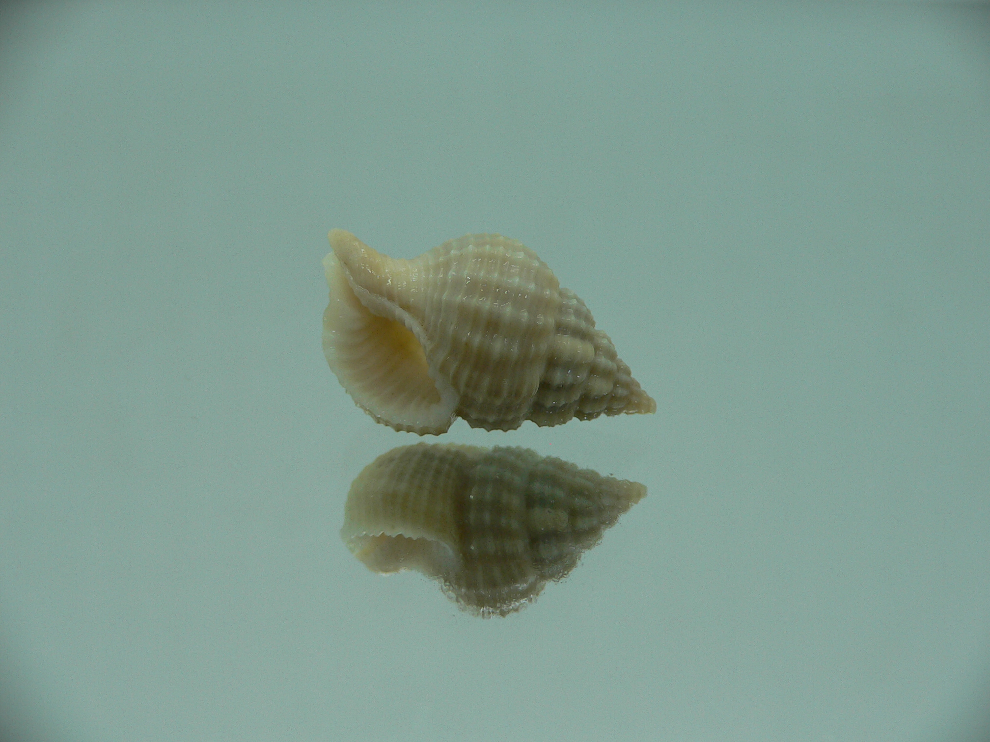 Nassaria pusilla