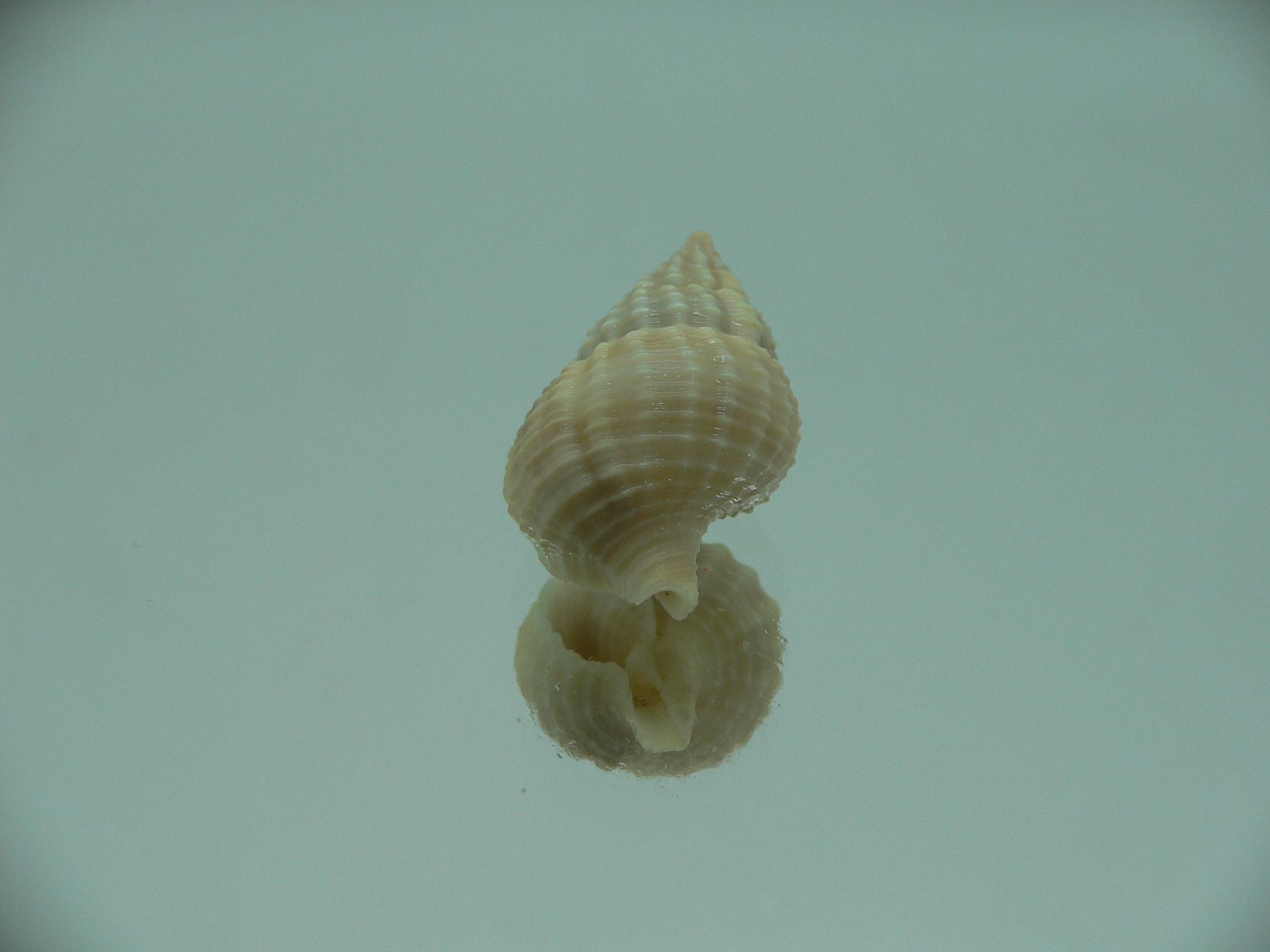 Nassaria pusilla