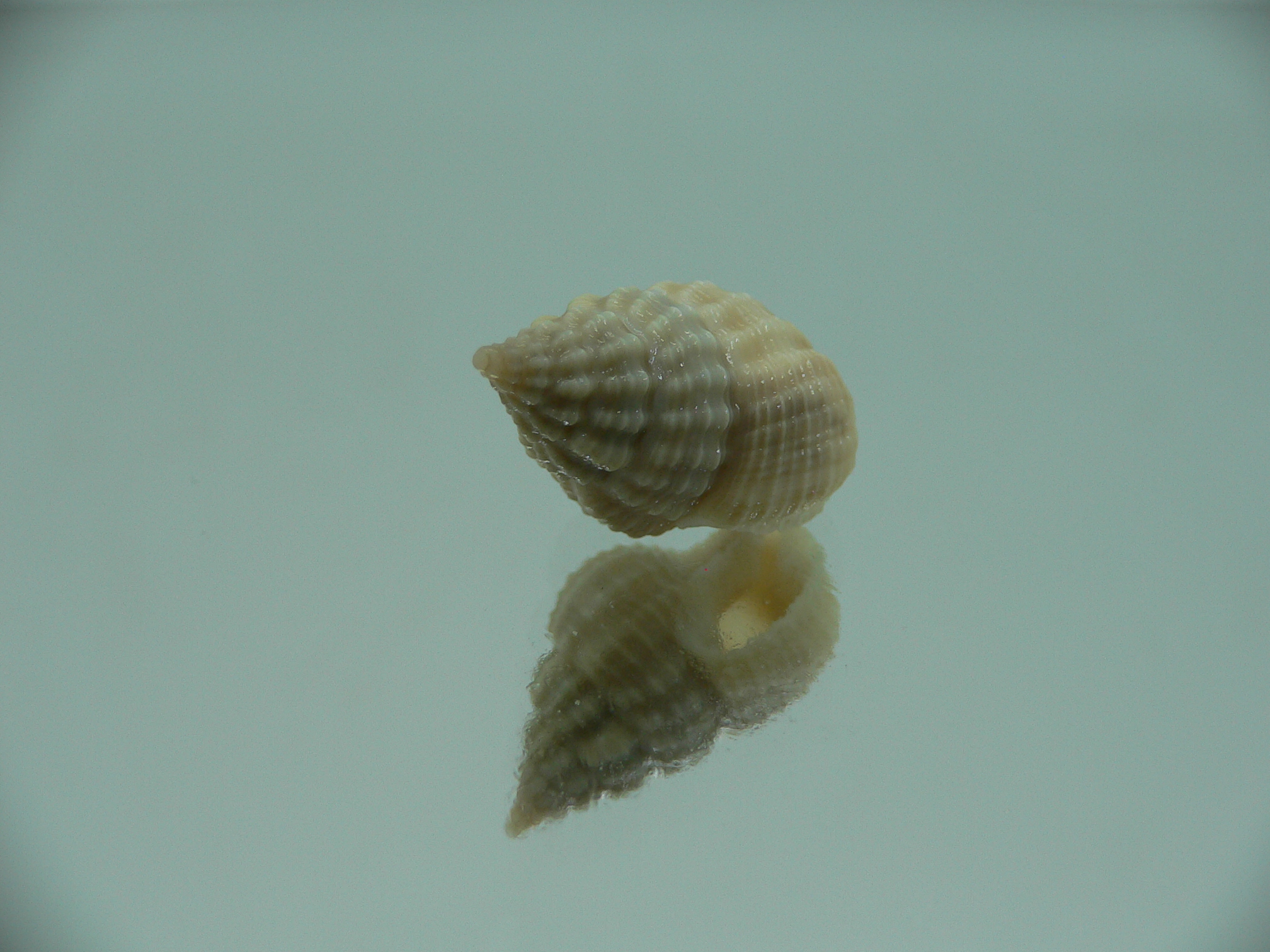 Nassaria pusilla