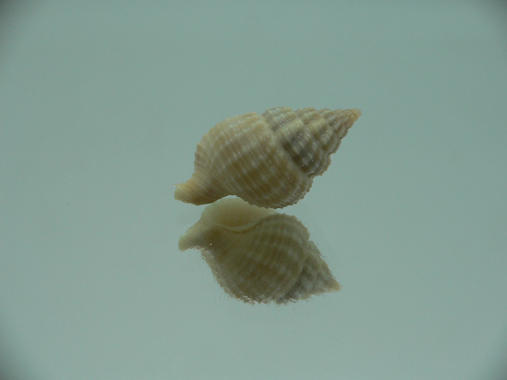 Nassaria pusilla
