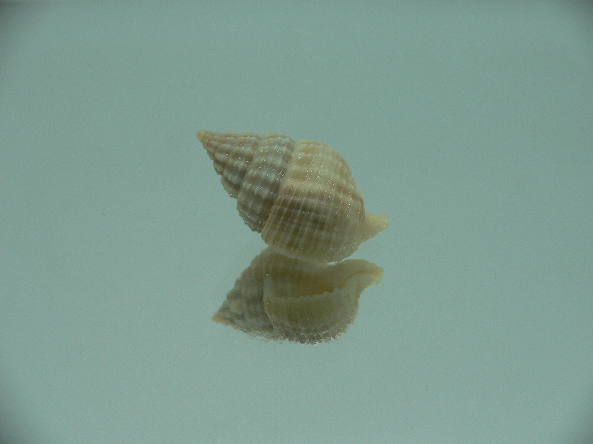 Nassaria pusilla