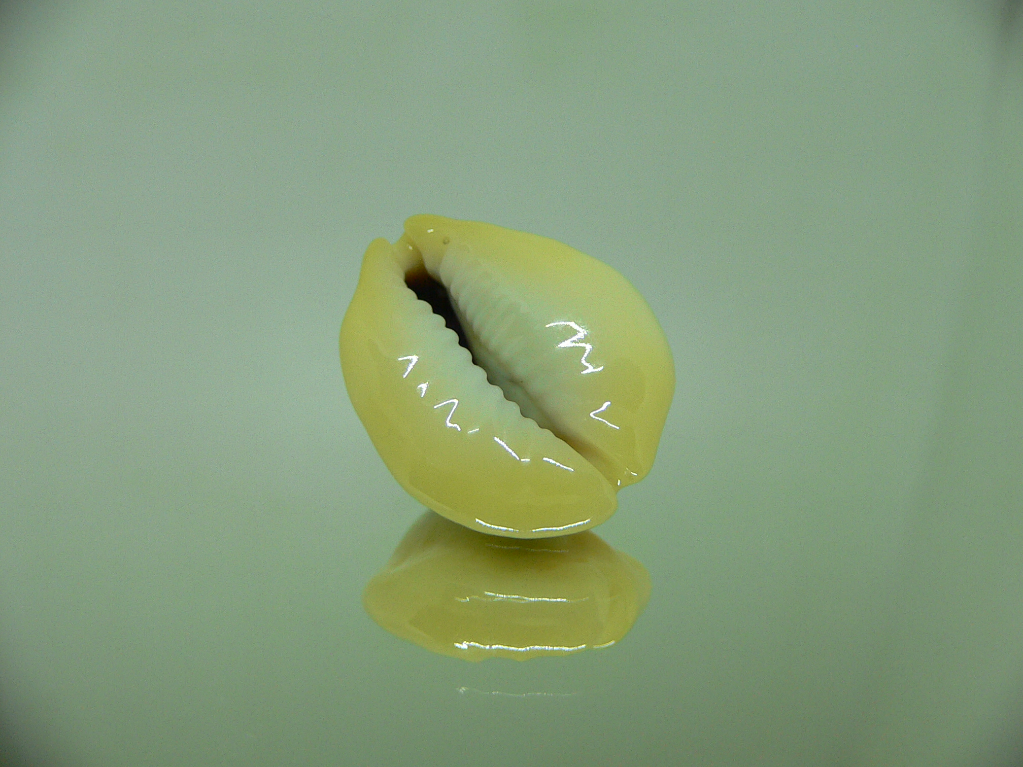 Cypraea moneta rhomboides STINGRAY