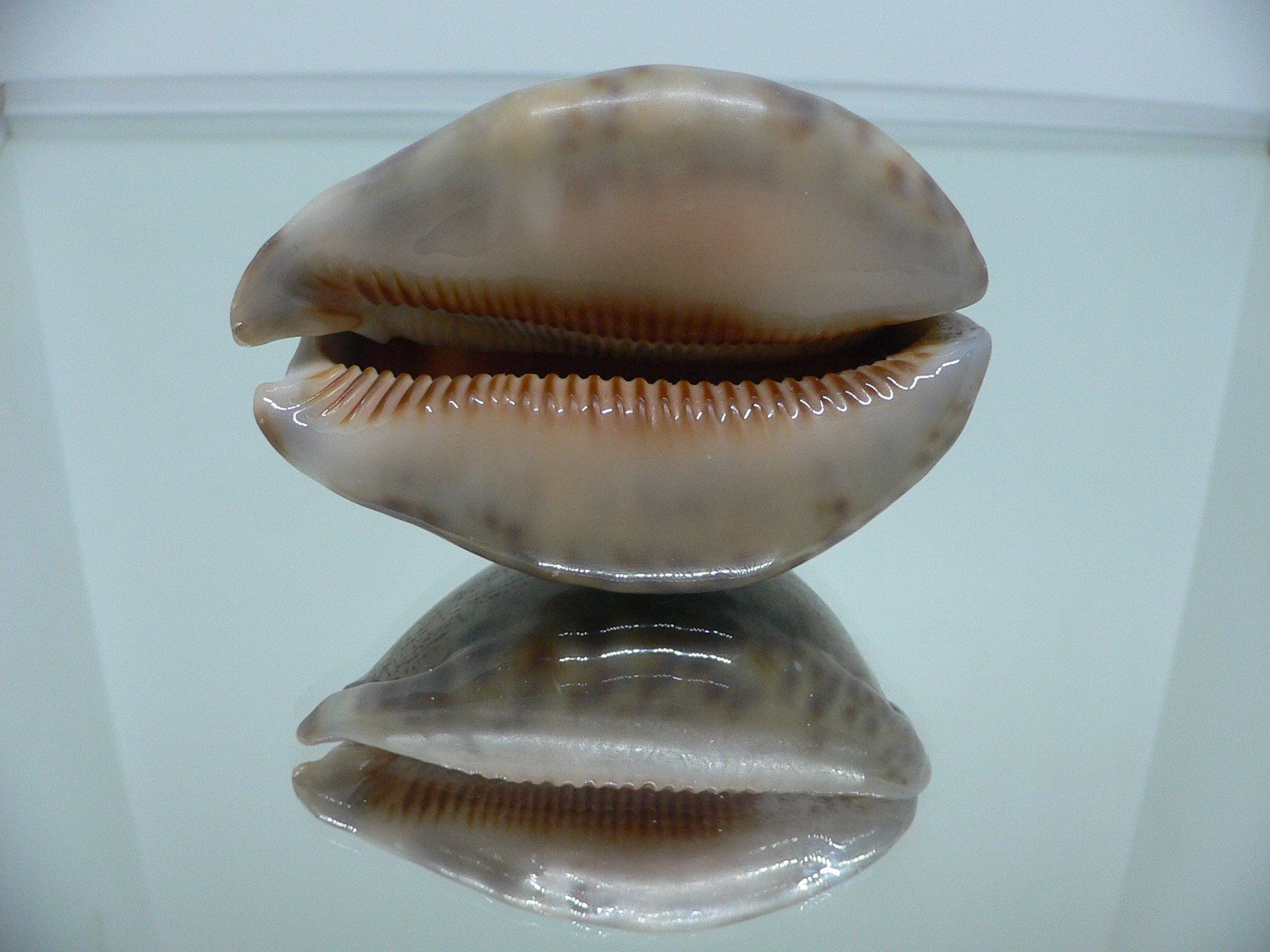 Cypraea arabica asiatica gibba (var.) VERY BIG