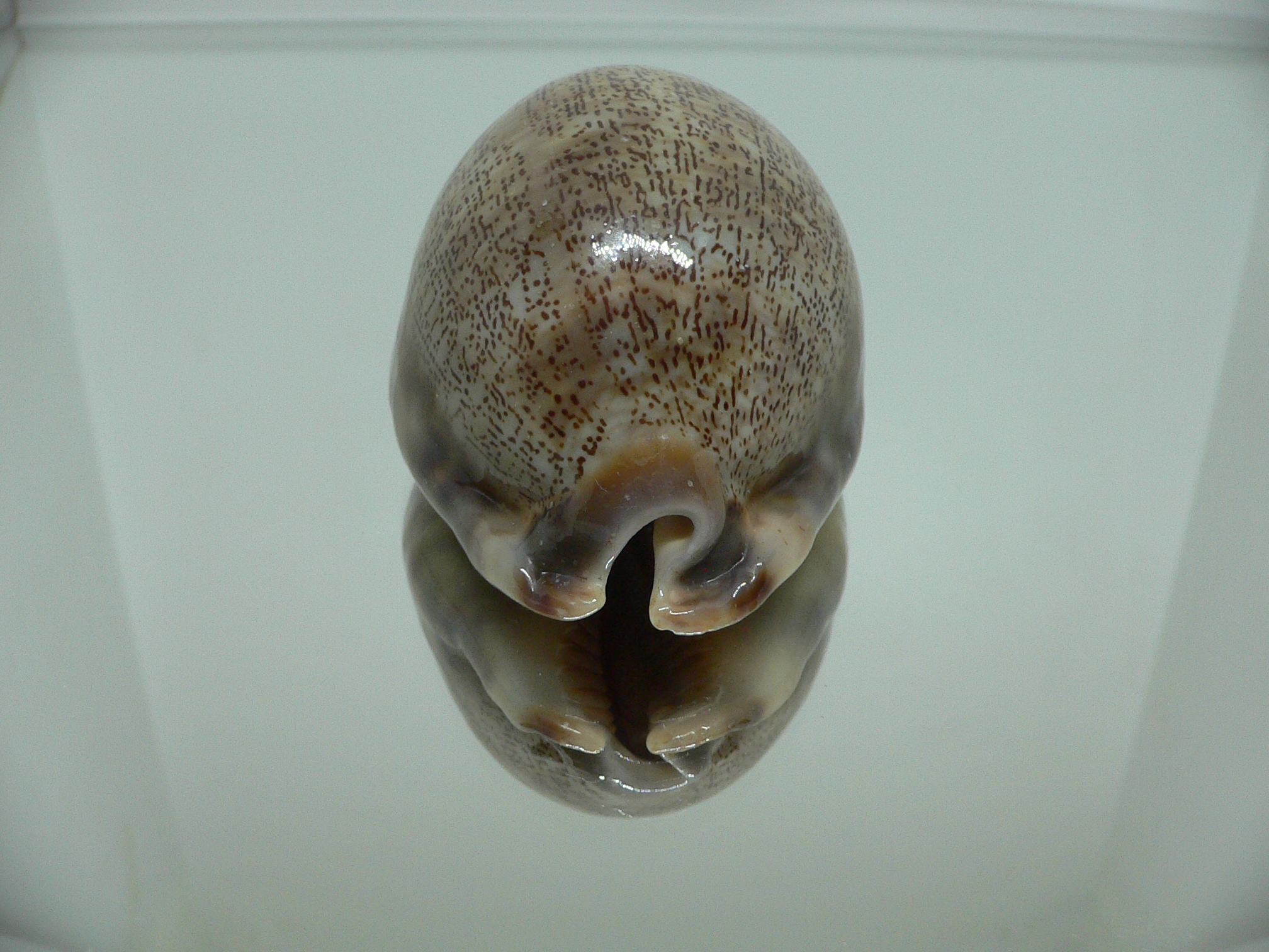 Cypraea arabica asiatica gibba (var.) VERY BIG