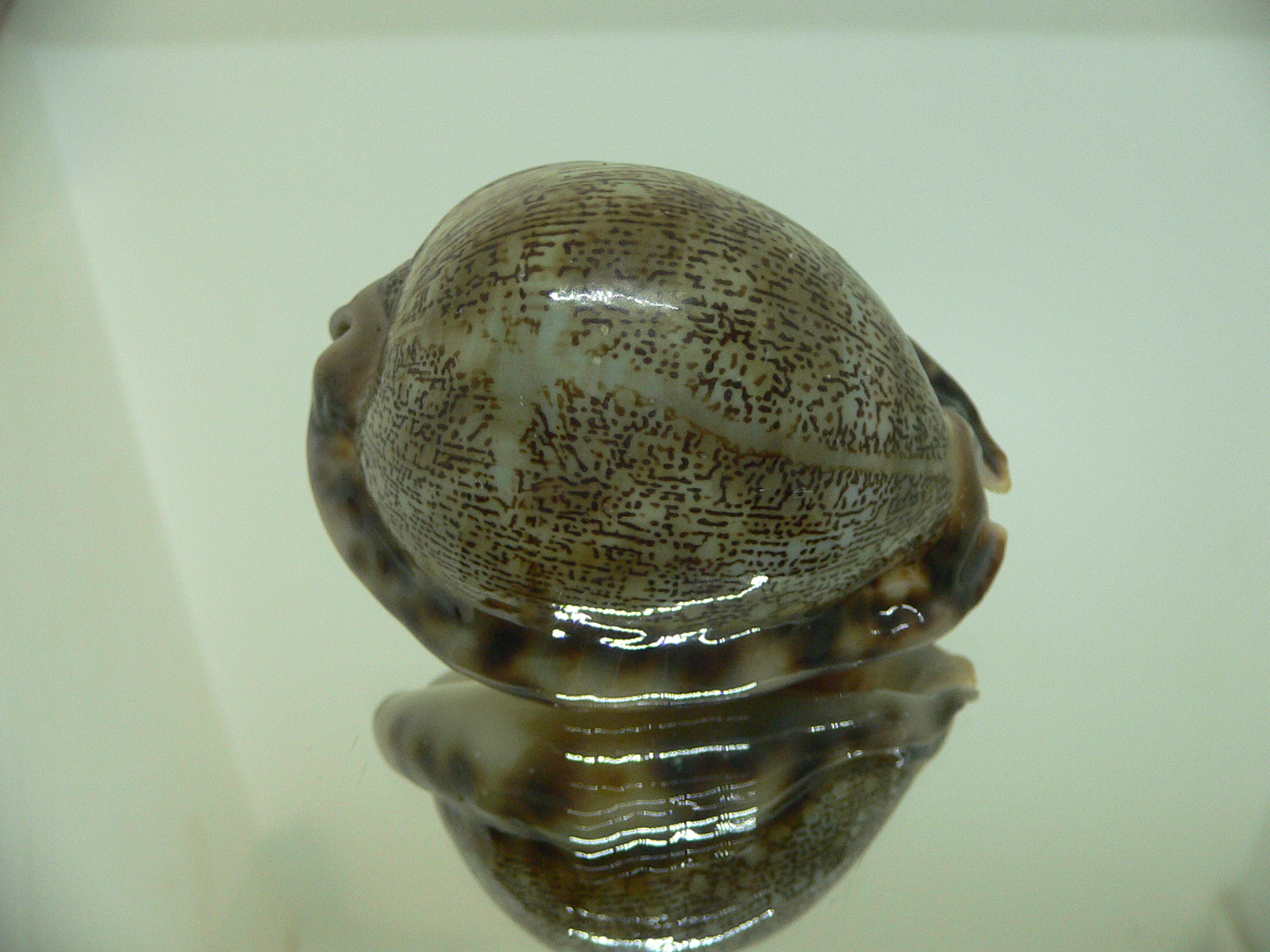 Cypraea arabica asiatica gibba (var.) GOOD SIZE