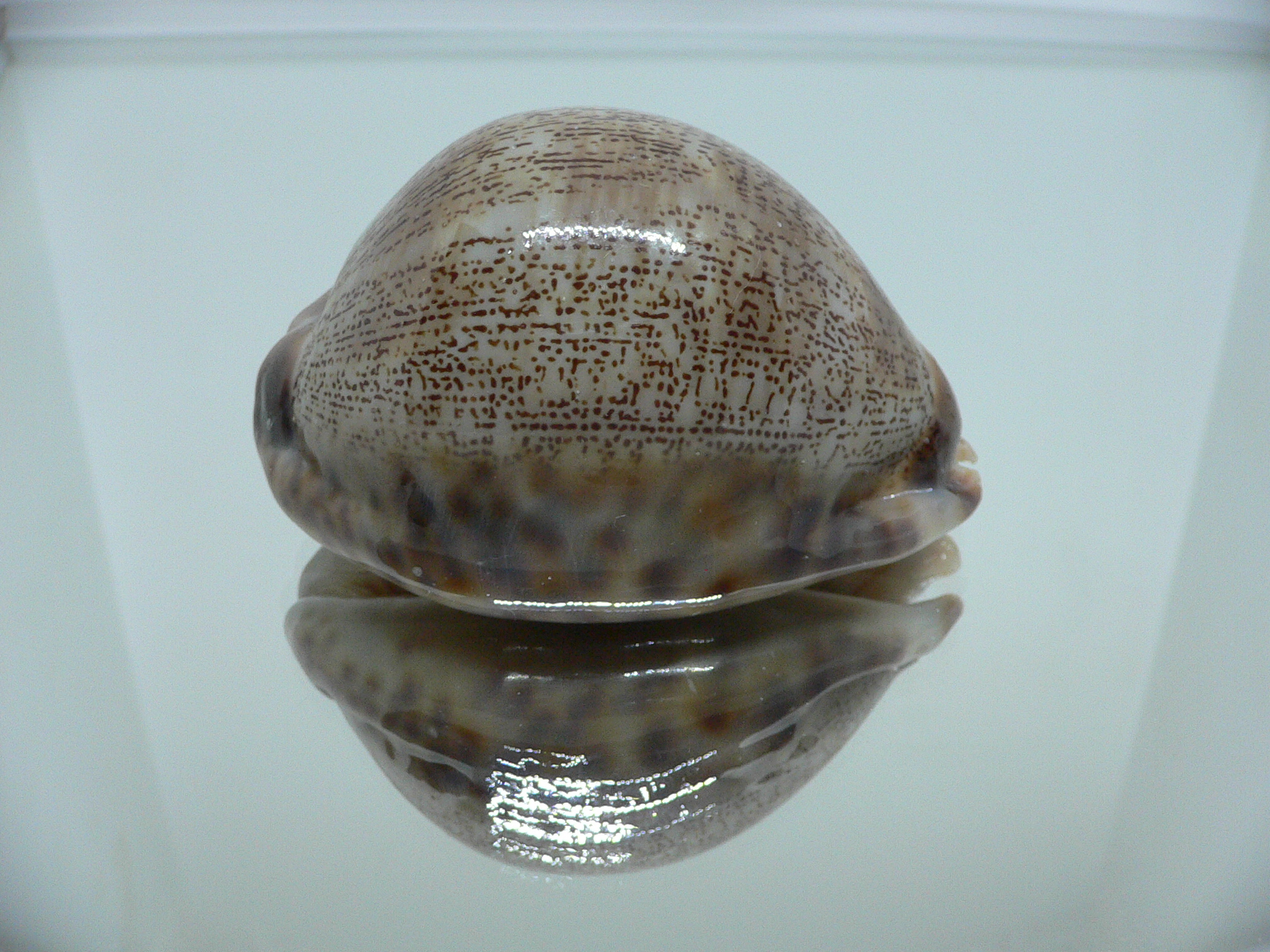 Cypraea arabica asiatica gibba (var.) VERY BIG