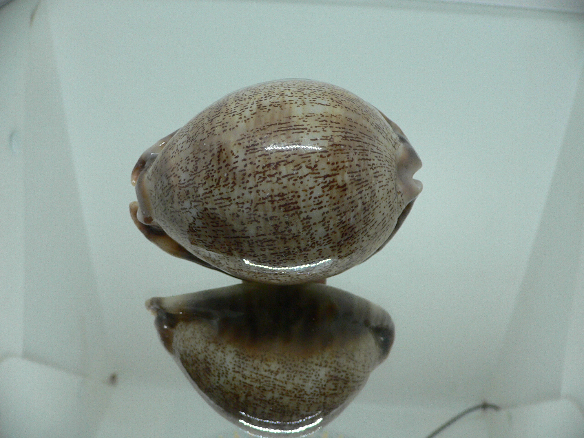 Cypraea arabica asiatica gibba (var.) VERY BIG