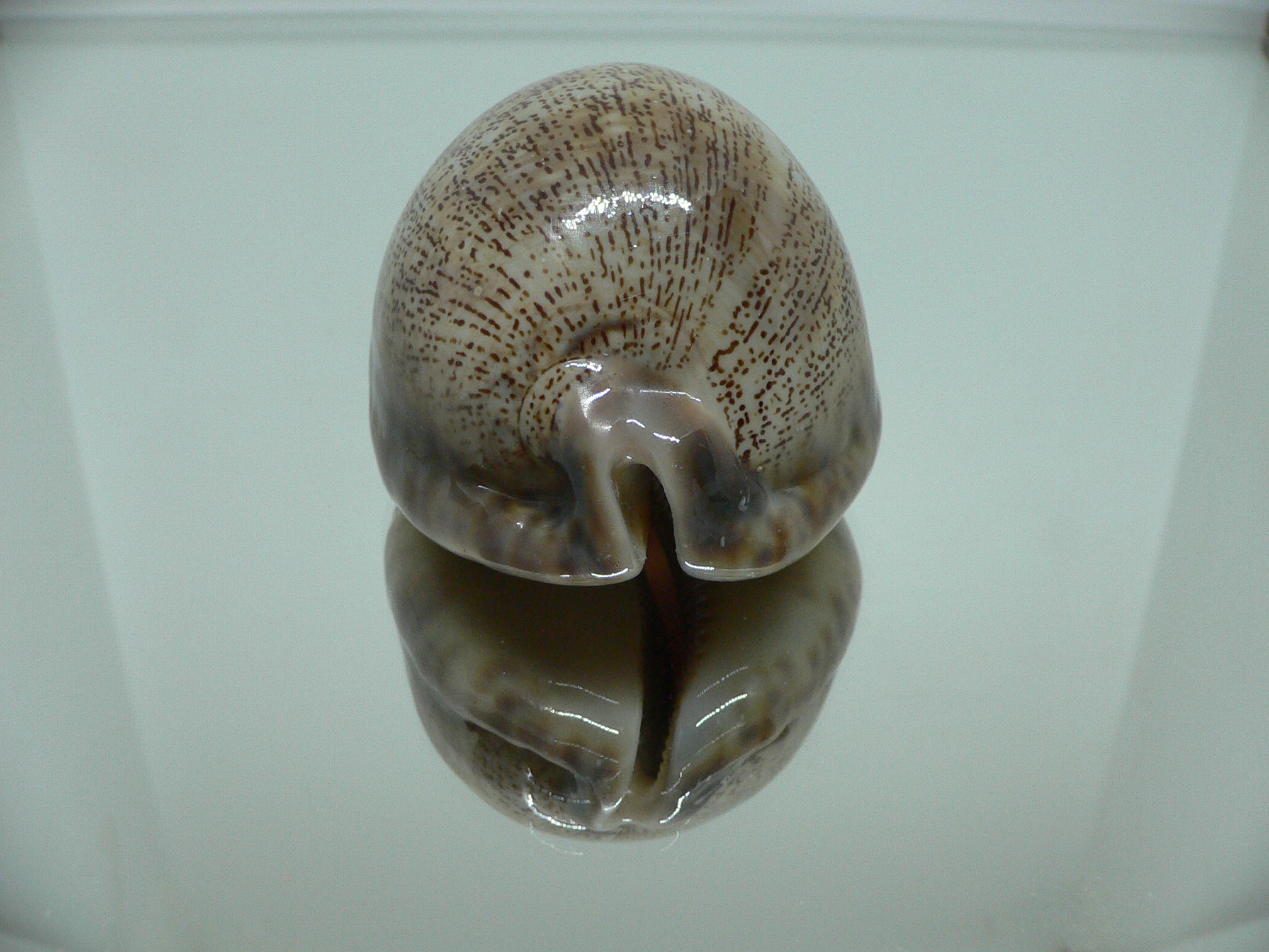 Cypraea arabica asiatica gibba (var.) VERY BIG